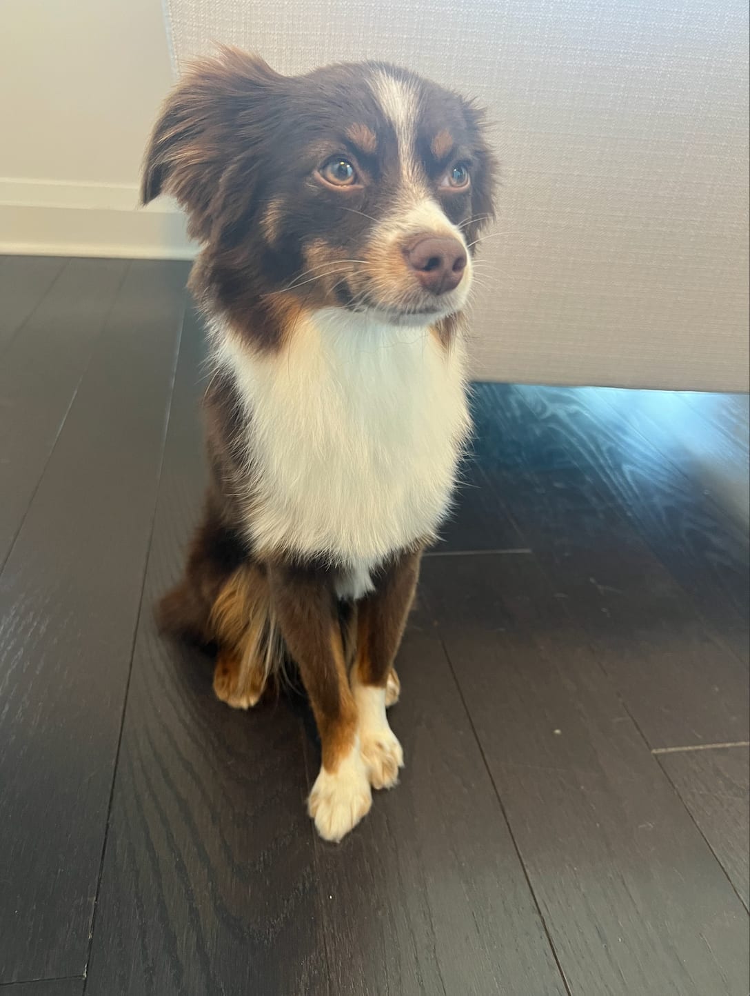 Bear