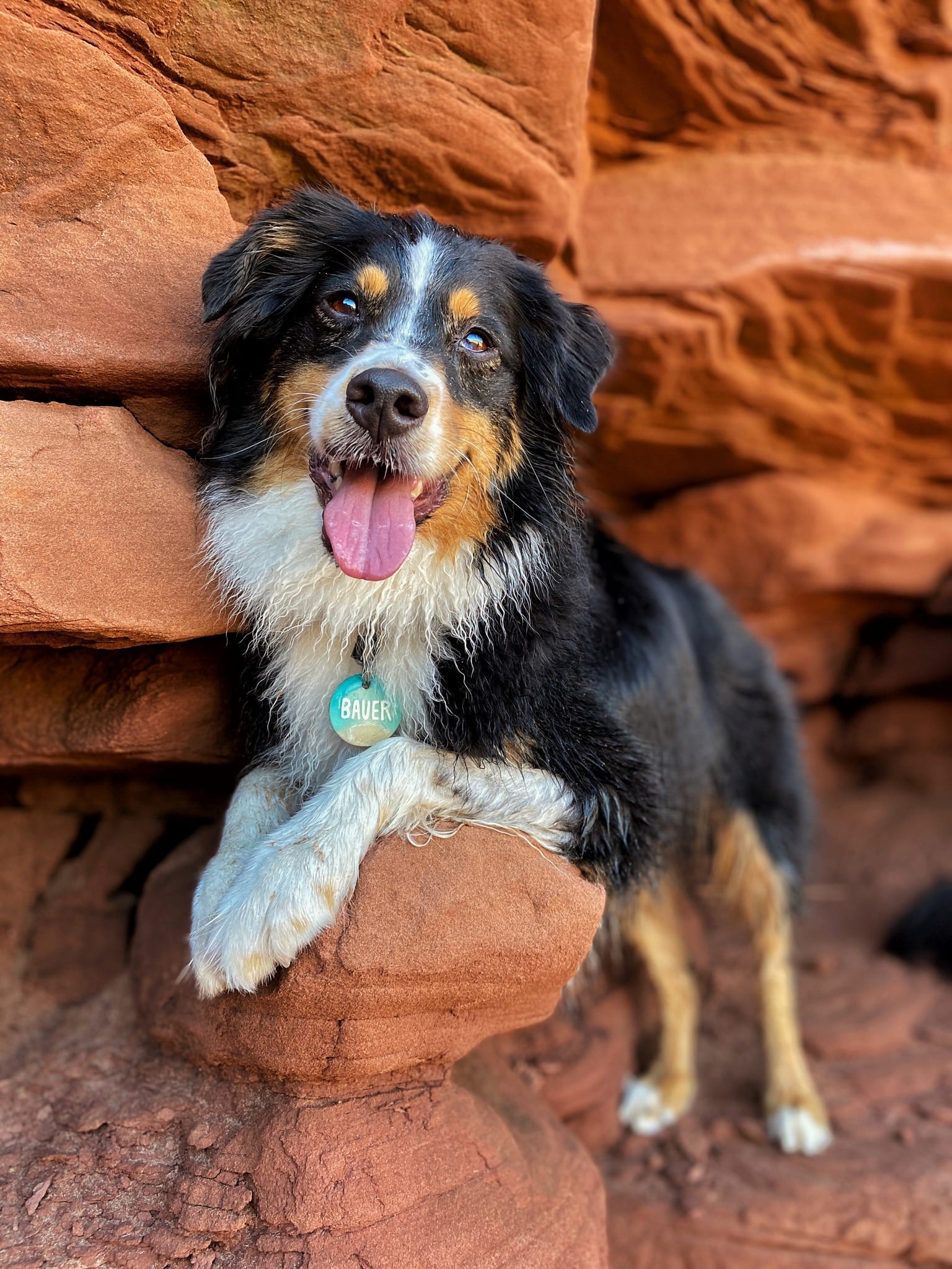 Bauer