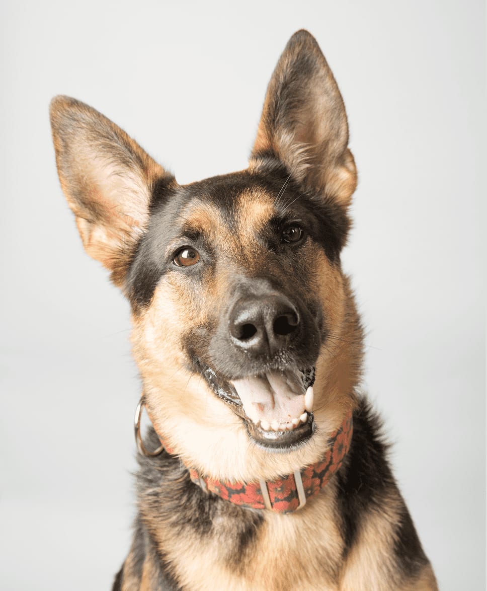 Maya