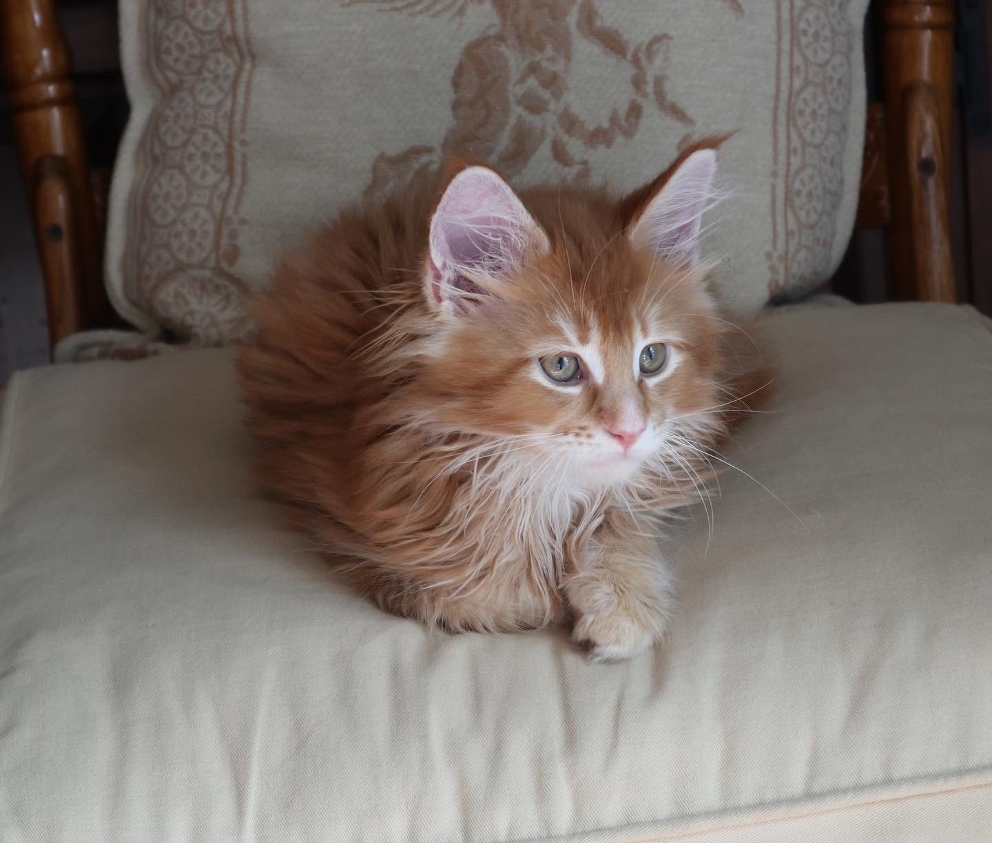 Simba