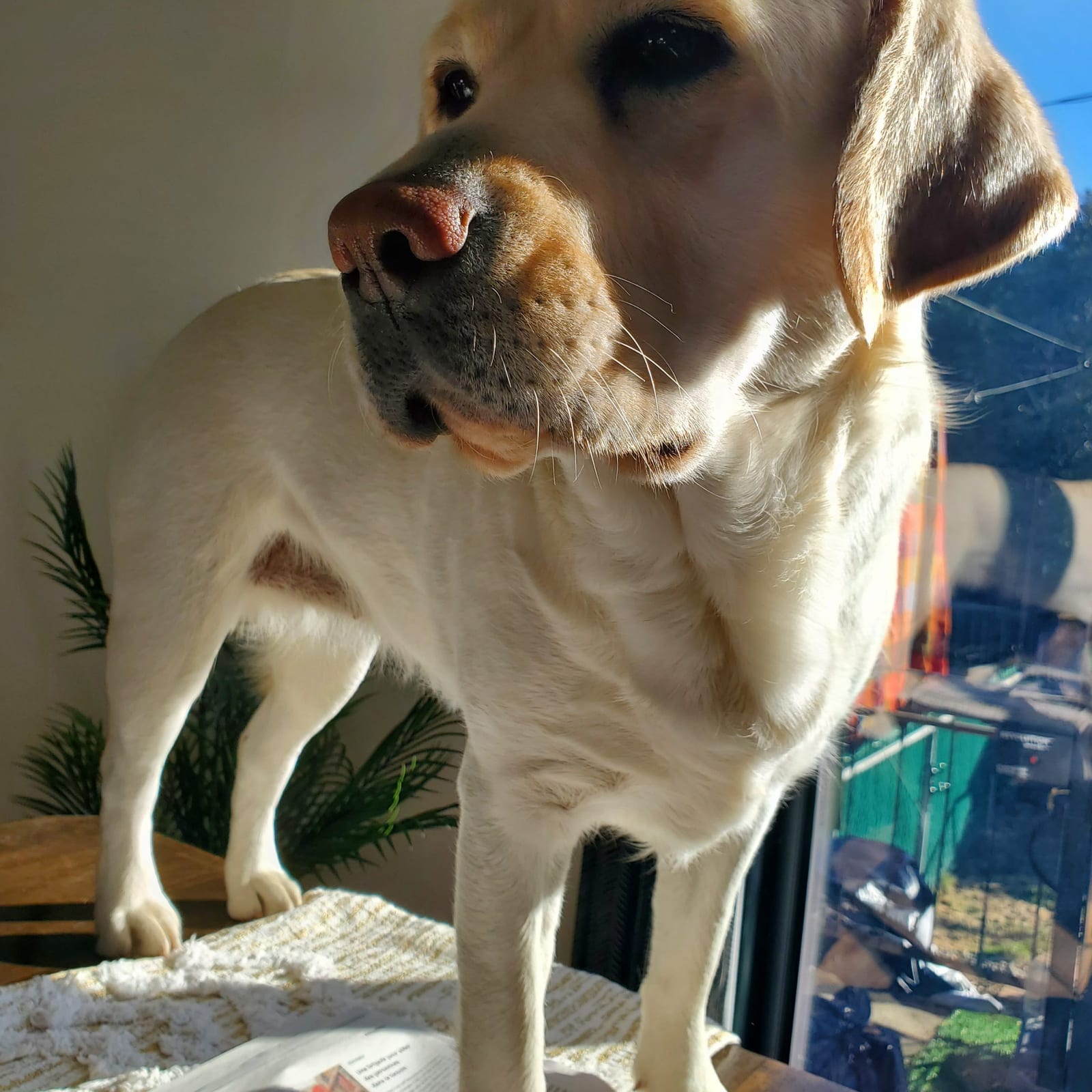 Dolce Vita