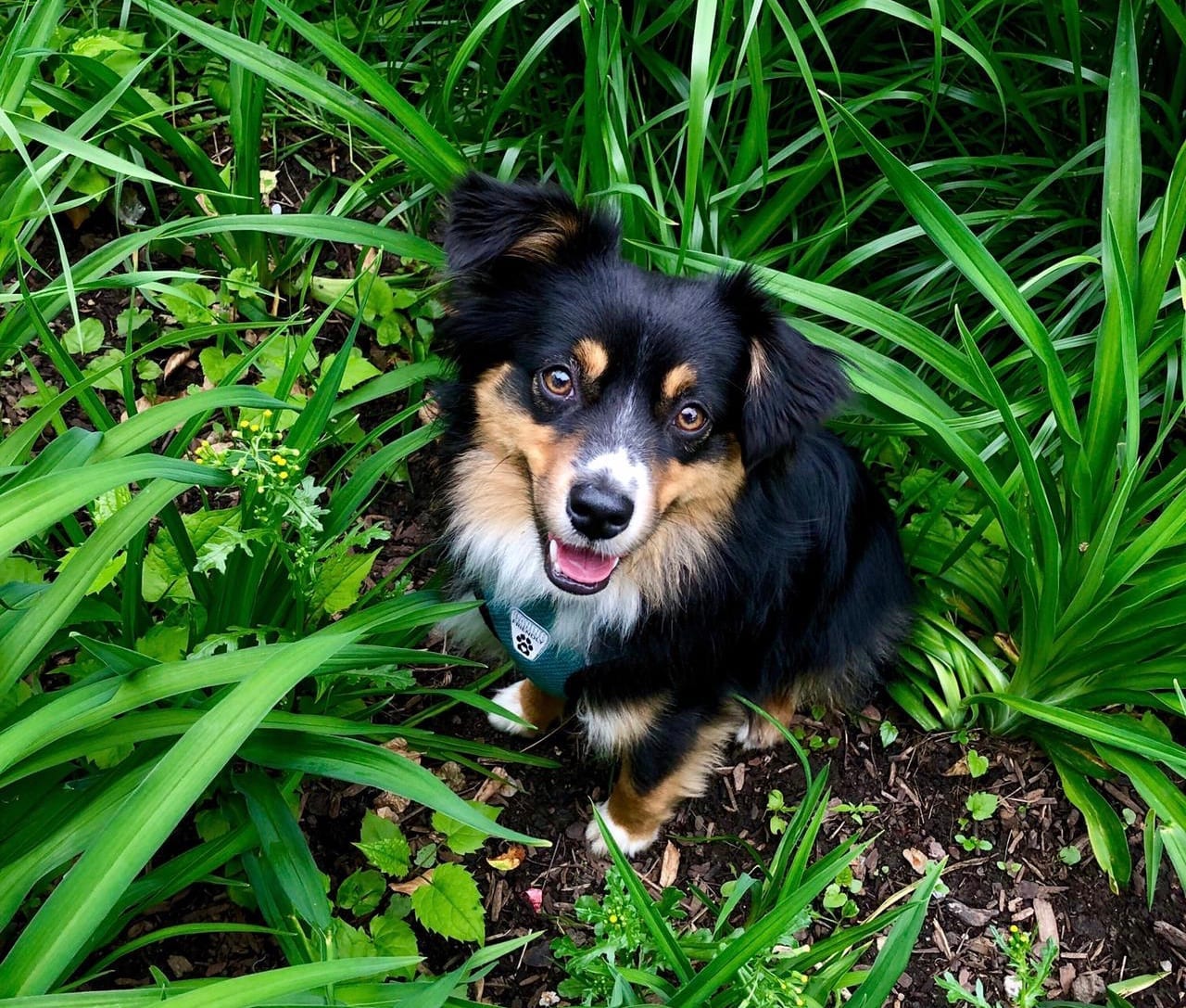 Mika