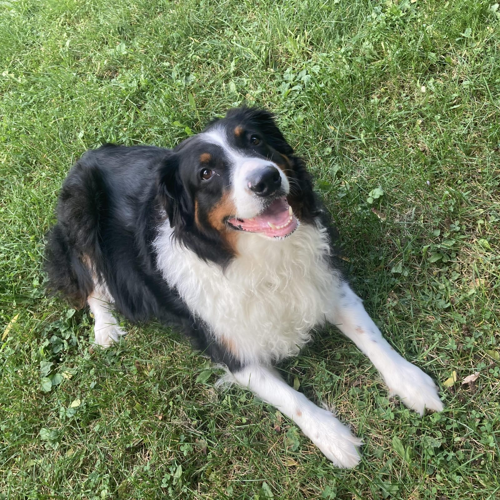 Rex