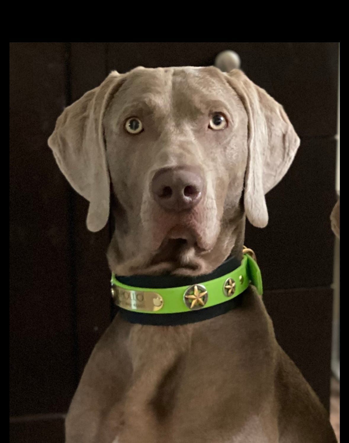 Apollo
