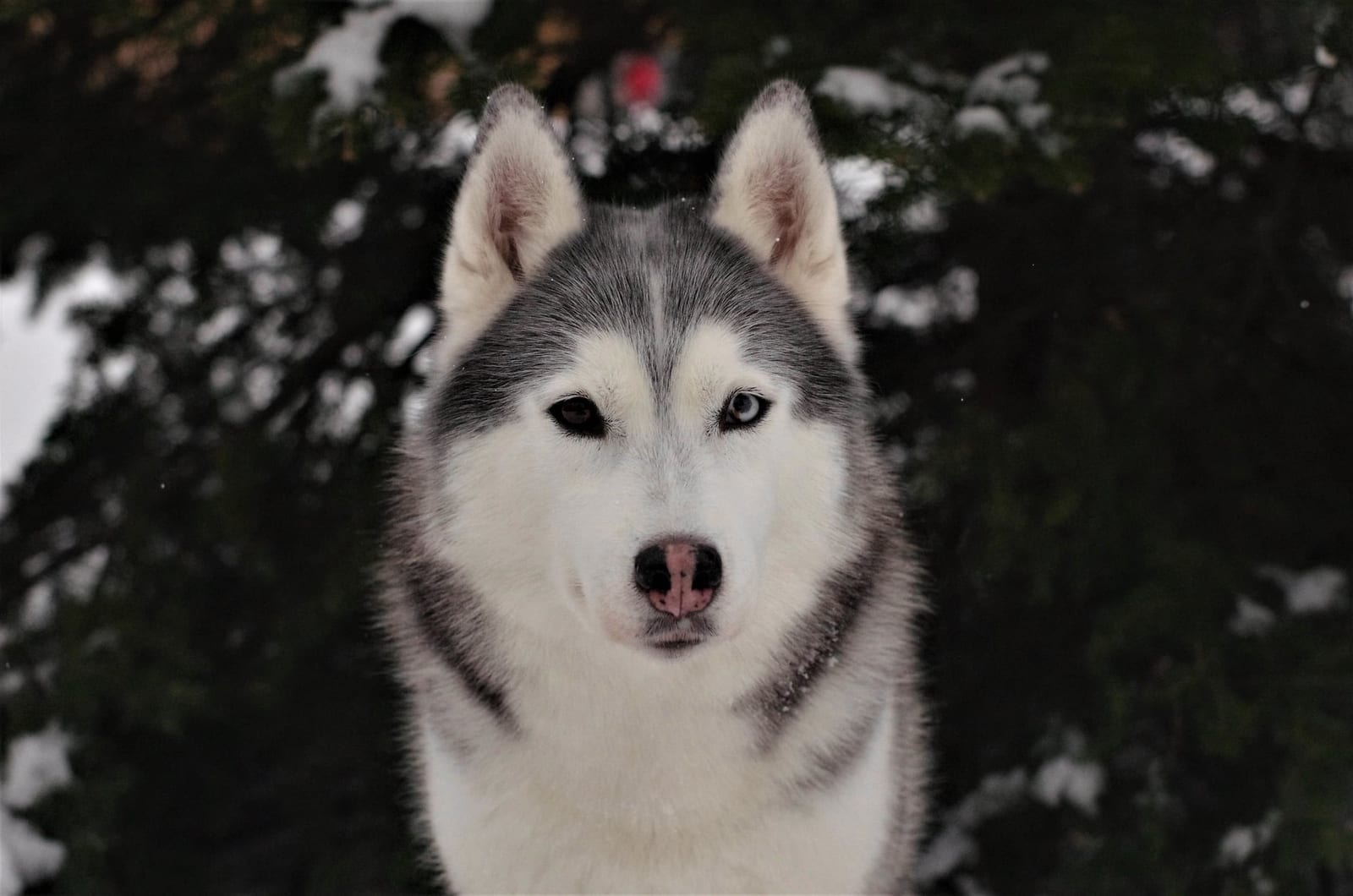 Maya