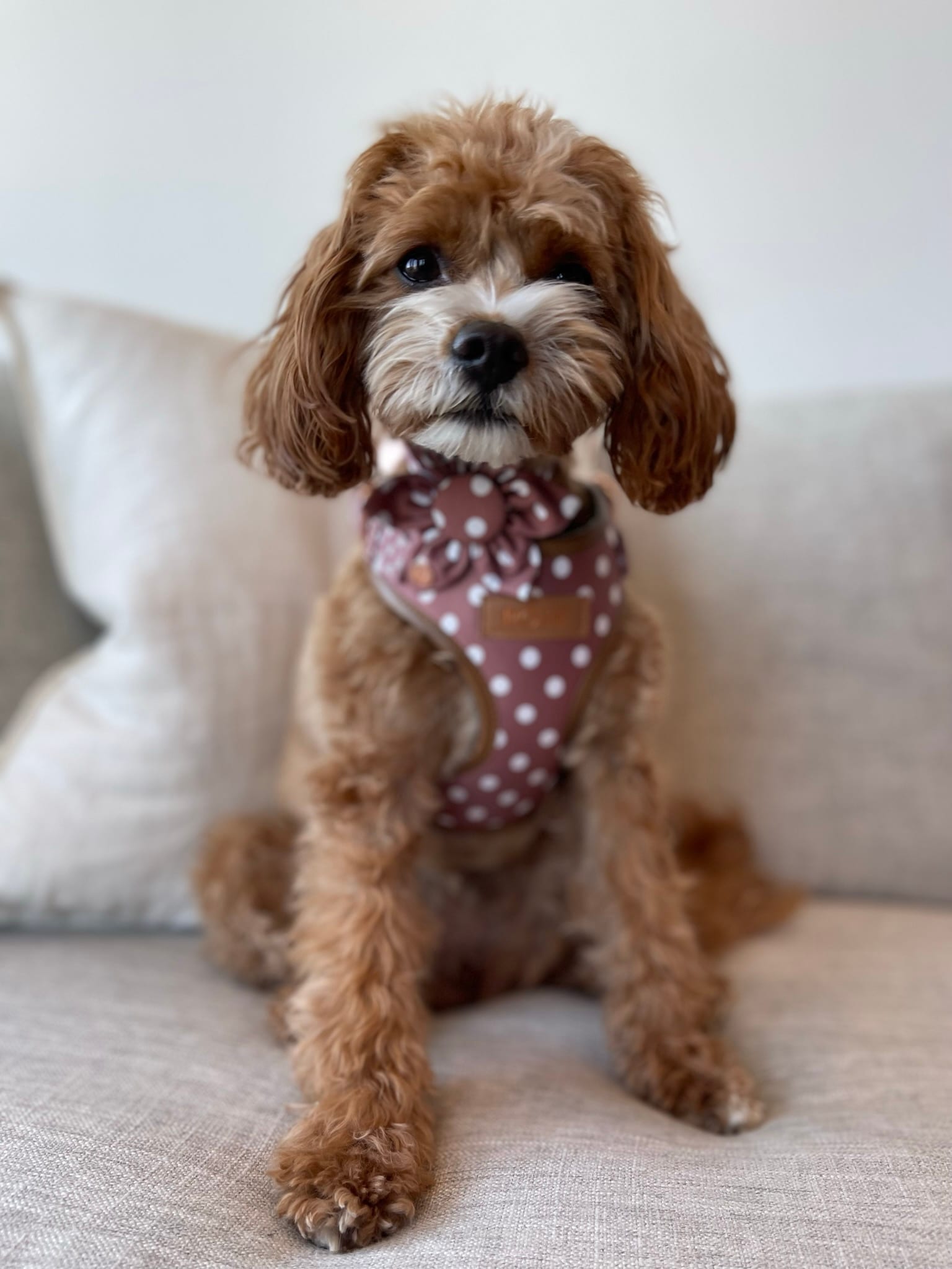 Rosie