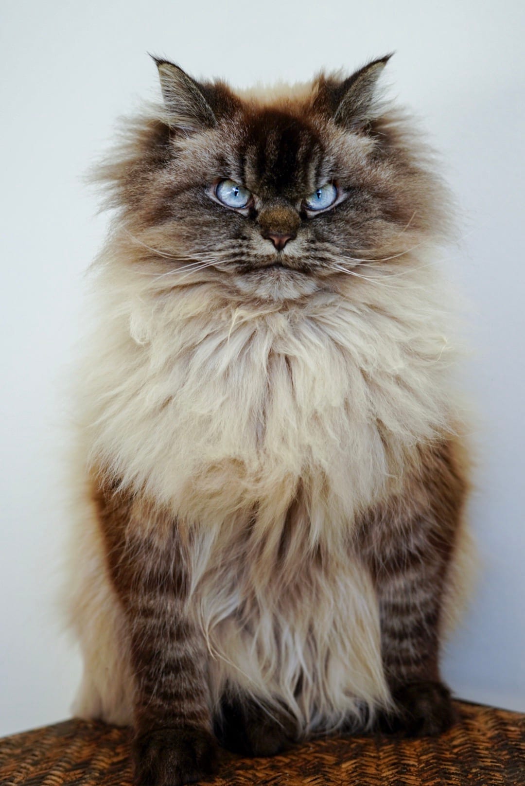 Merlin