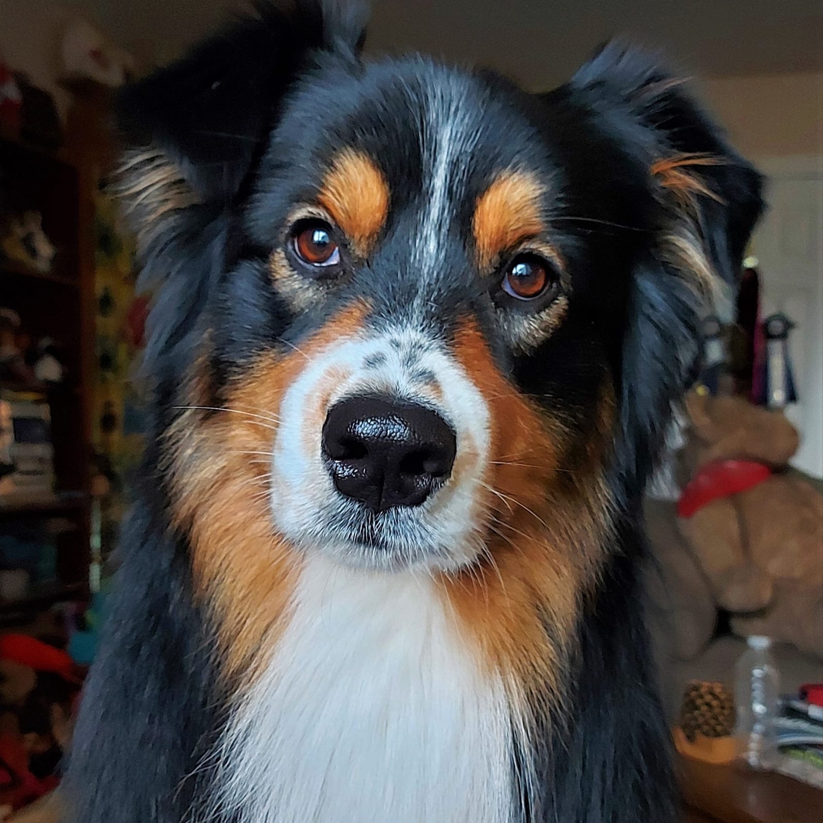 Linus
