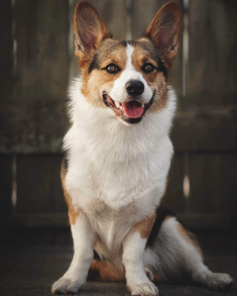 Chloe