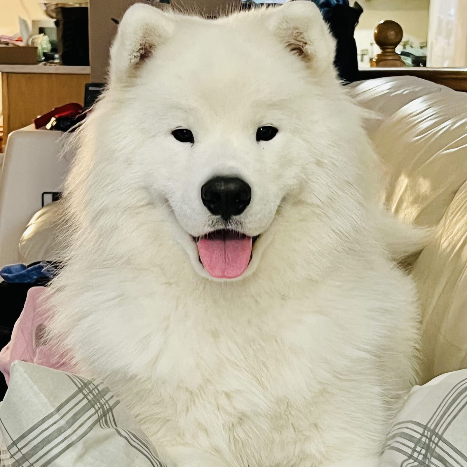 Loki