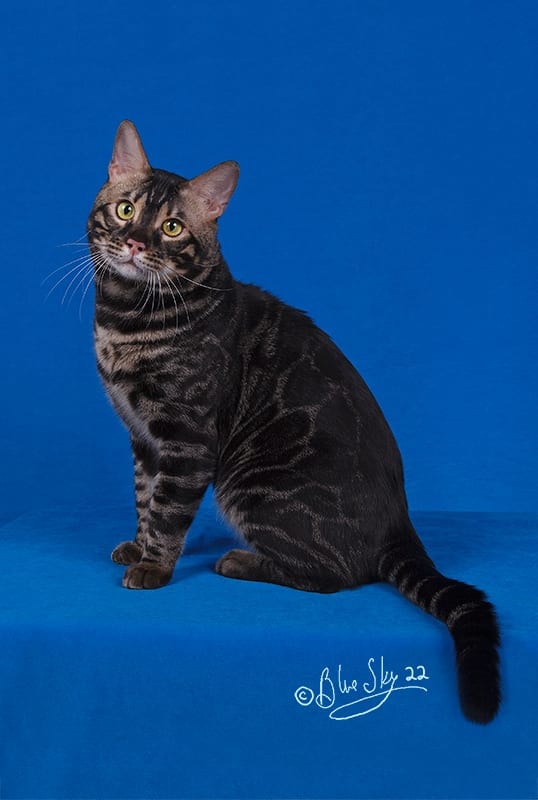 Bagheera