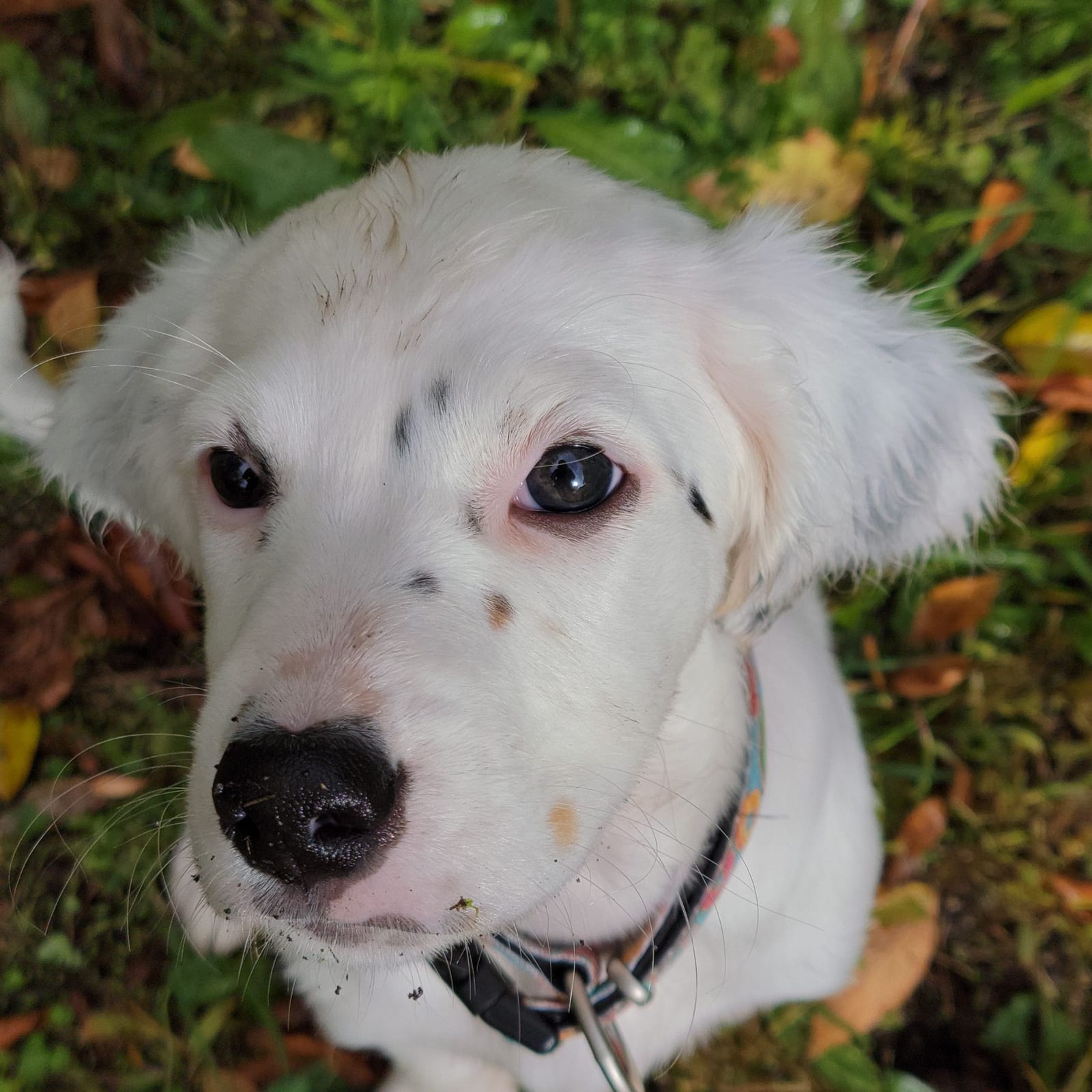 Willow