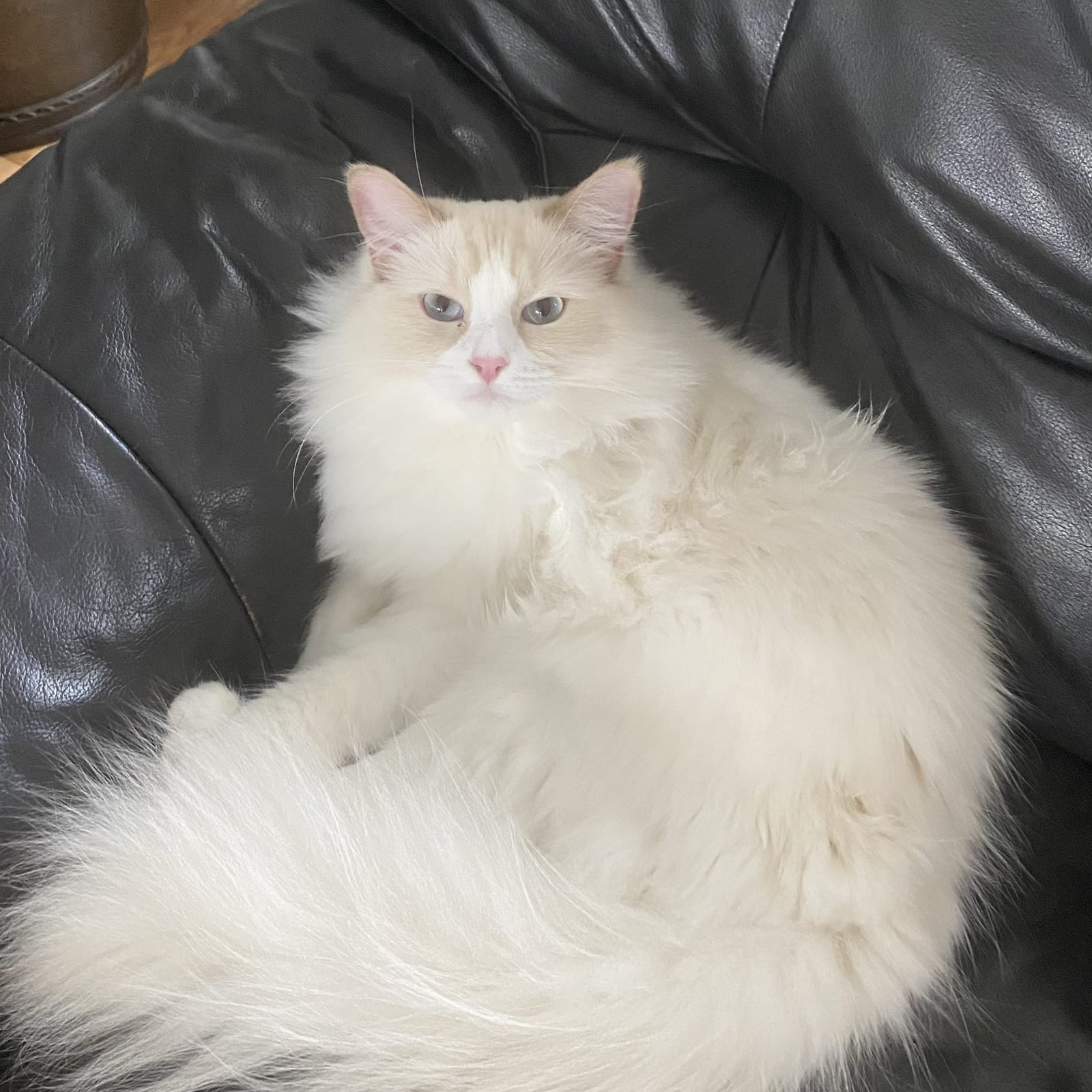 Nala