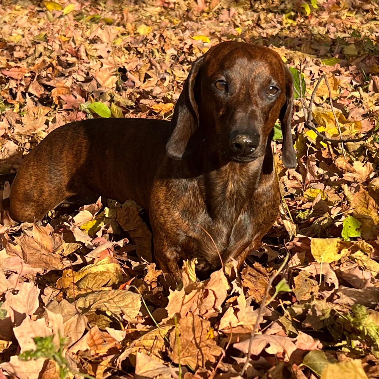 Digby