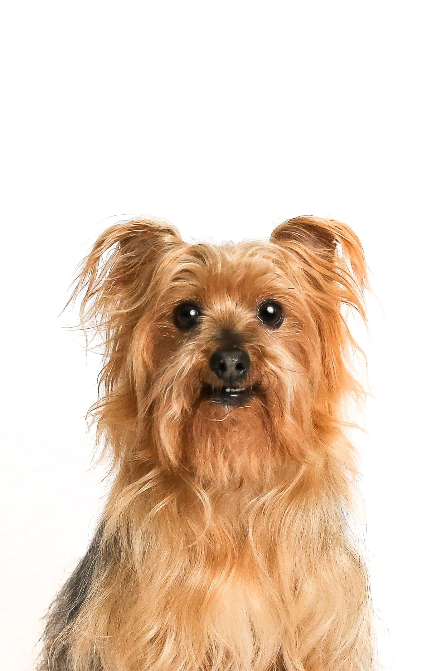 Fozzie Bear