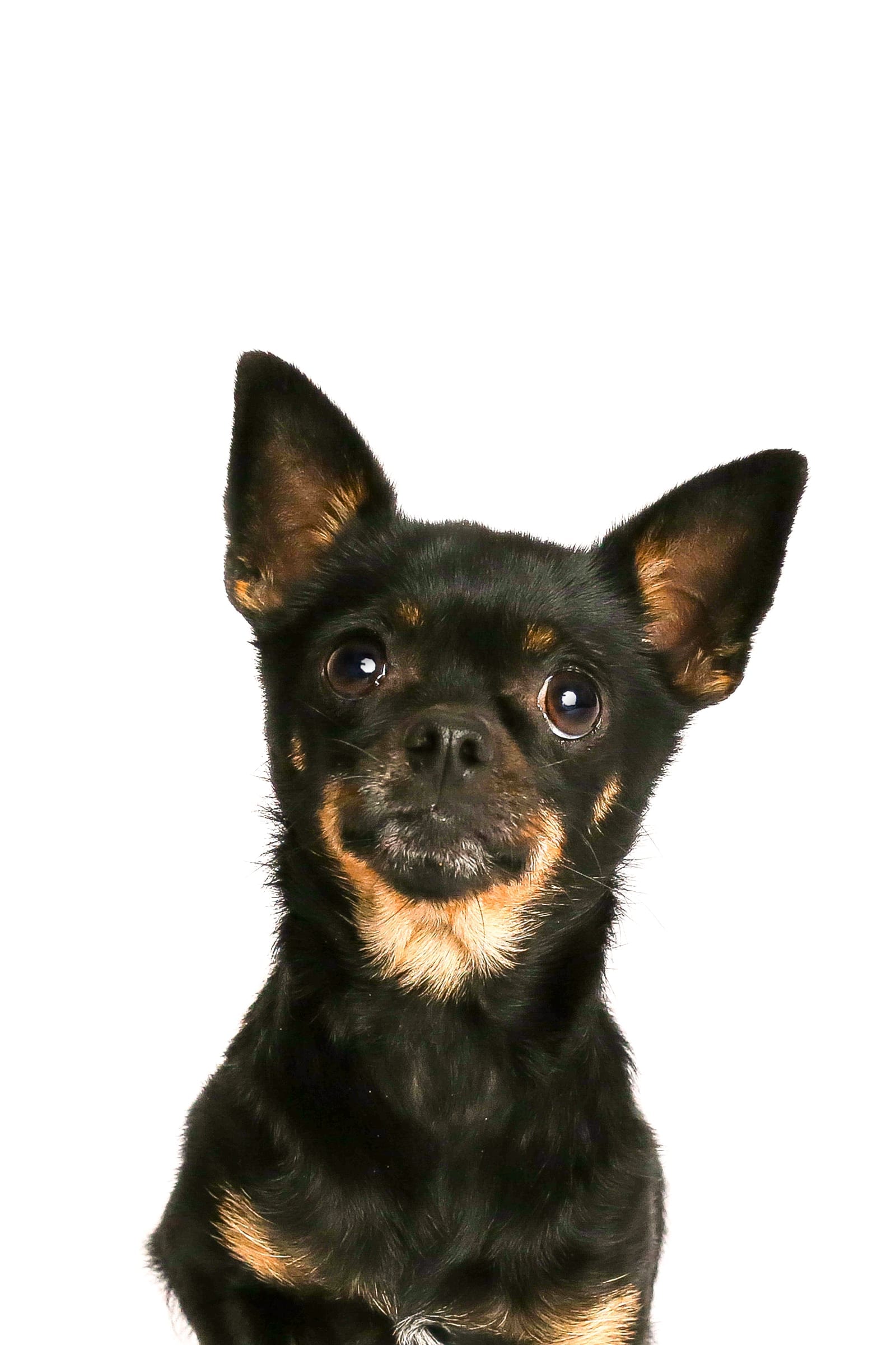Pedro