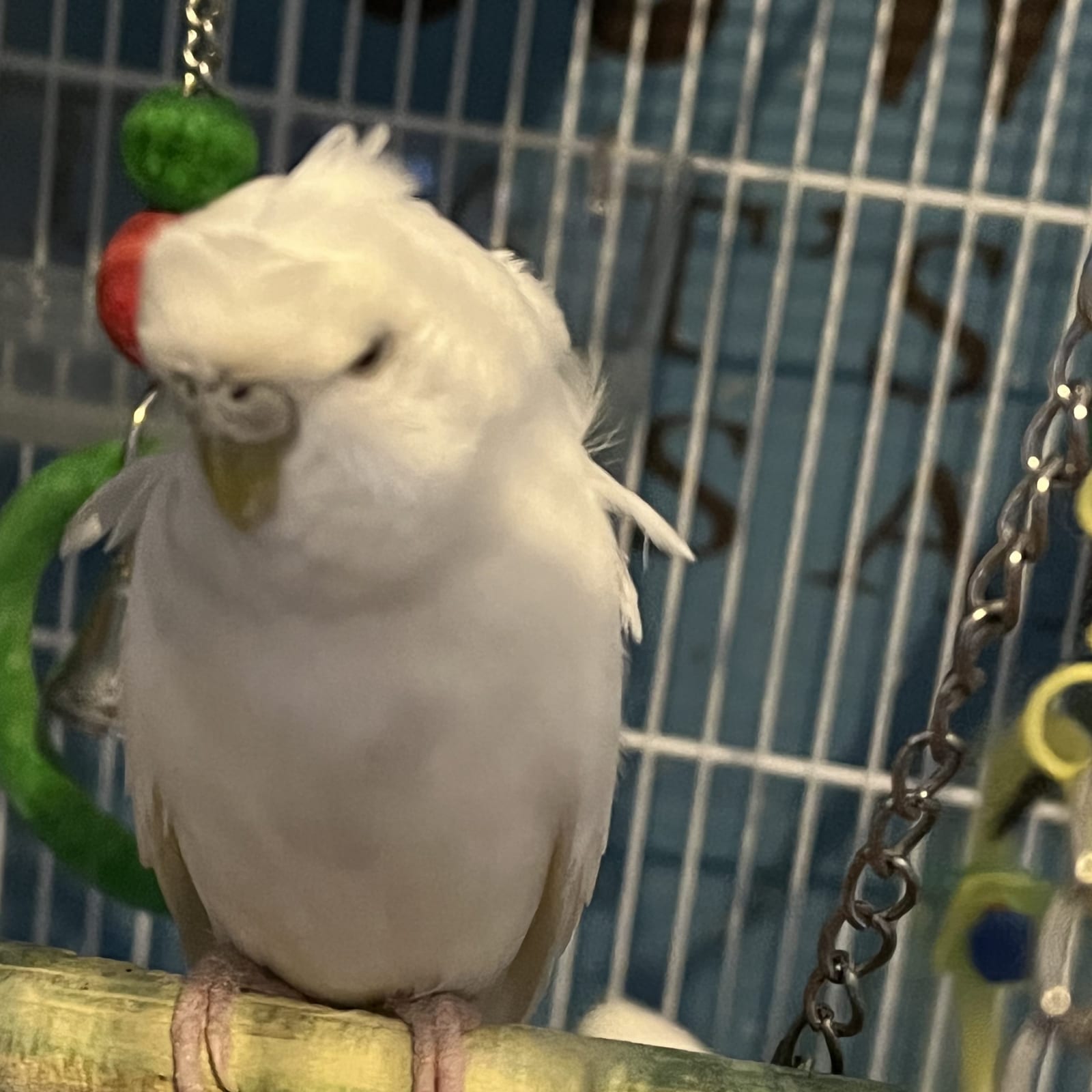 JC Budgies