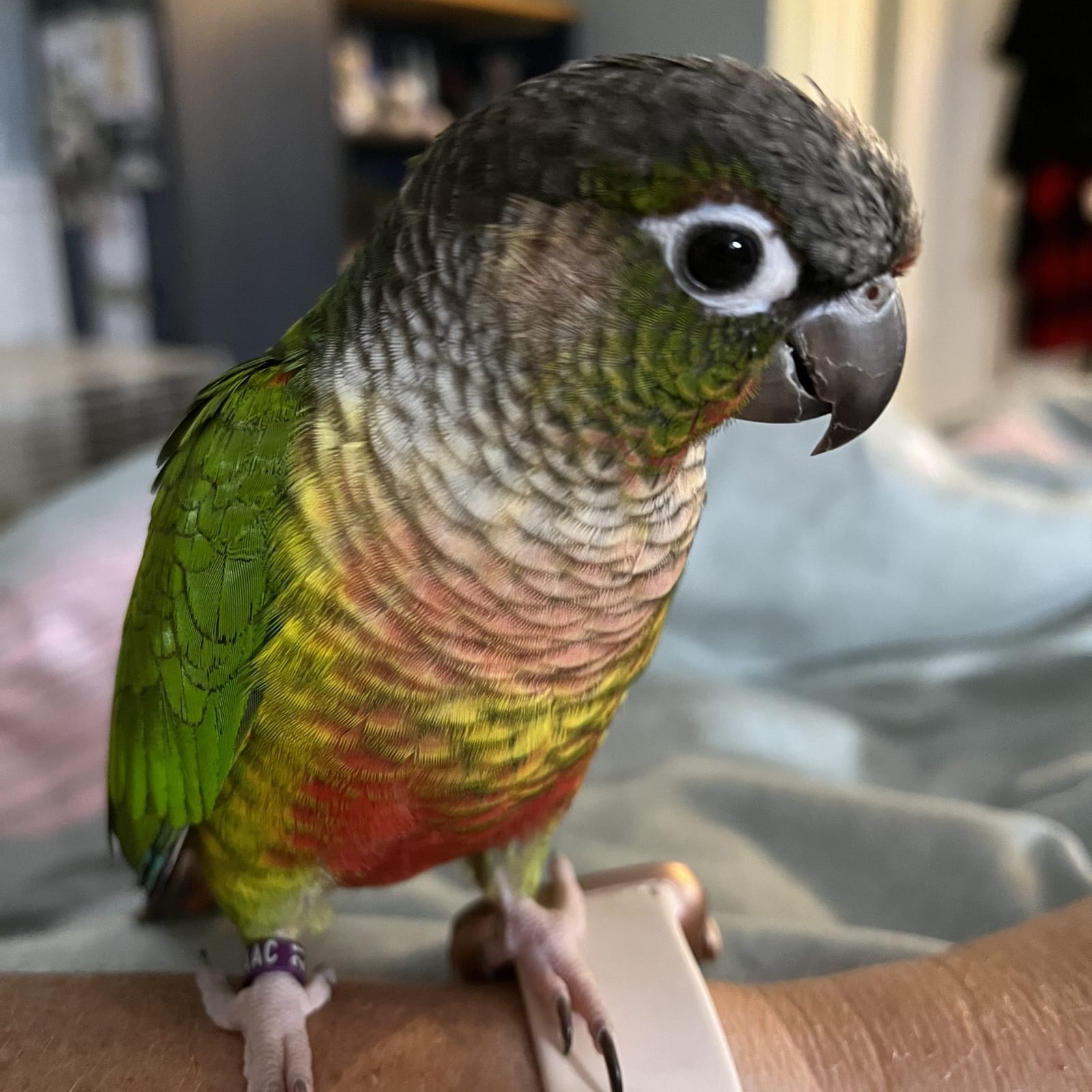 Conures