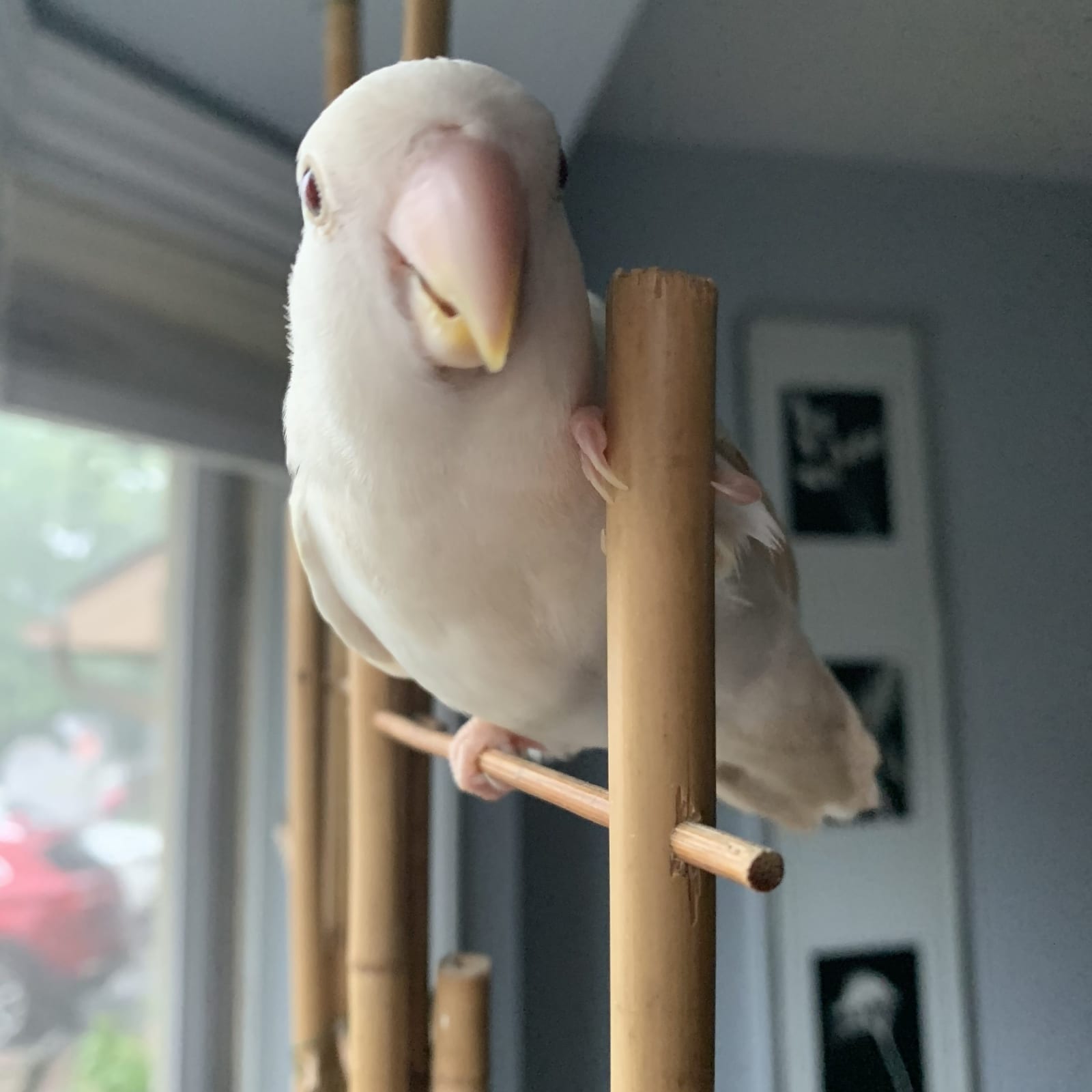 Lovebirds