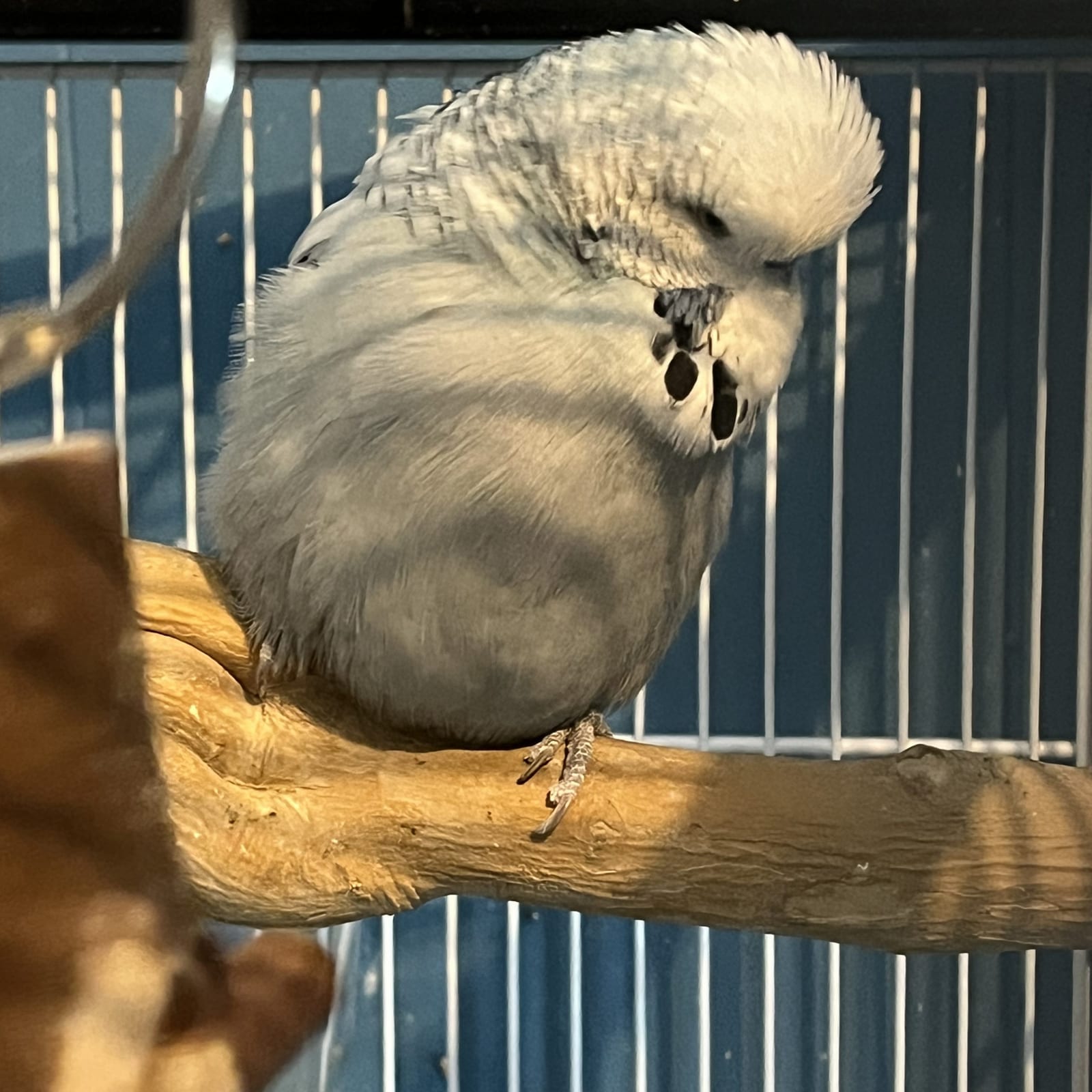 English Budgies
