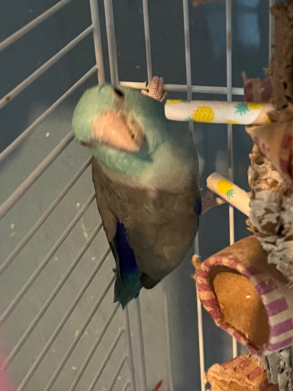 Parrotlets