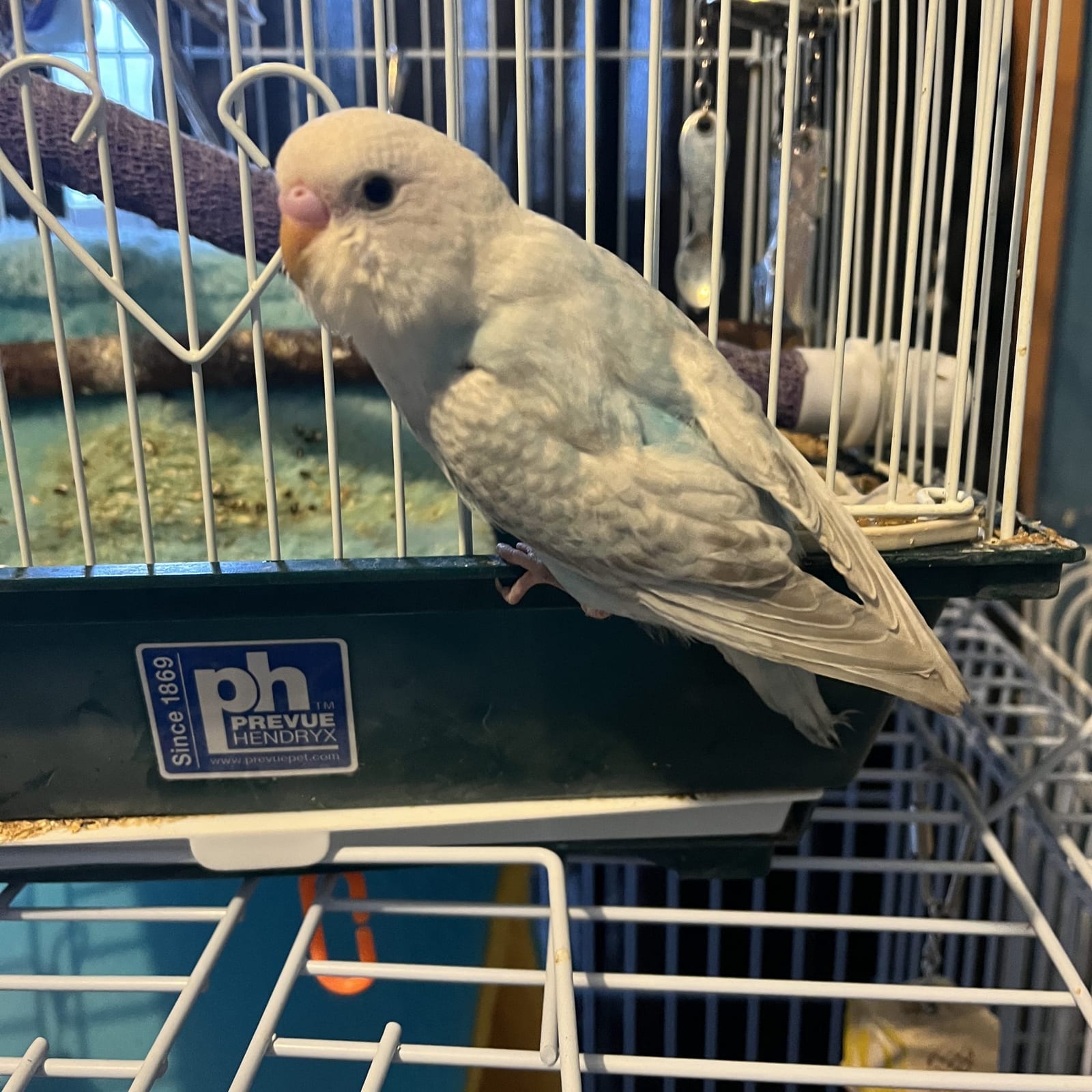 Budgies