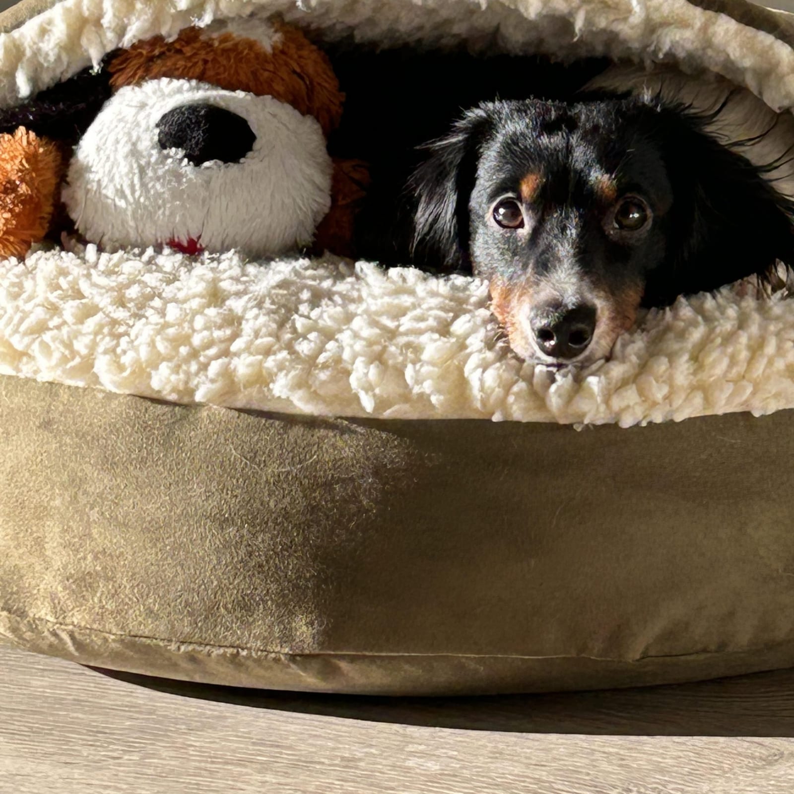 Toby