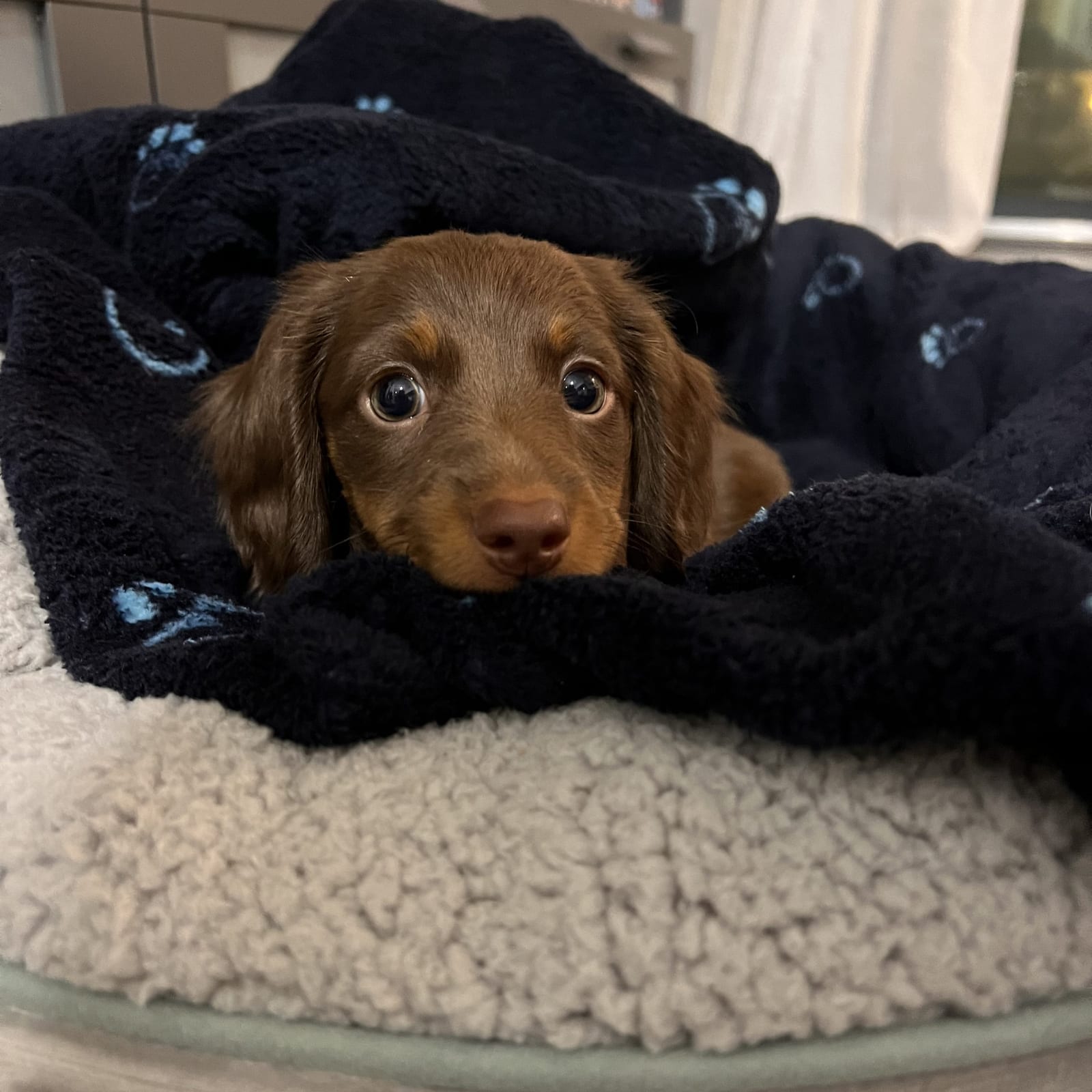 Alfie
