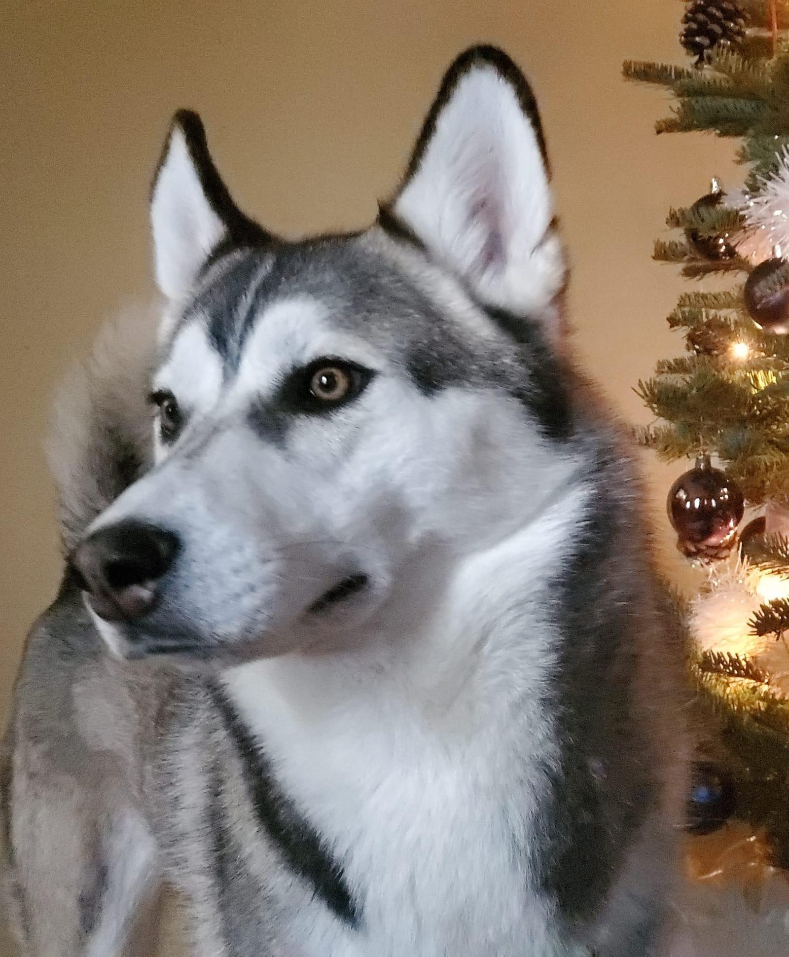 Atlas