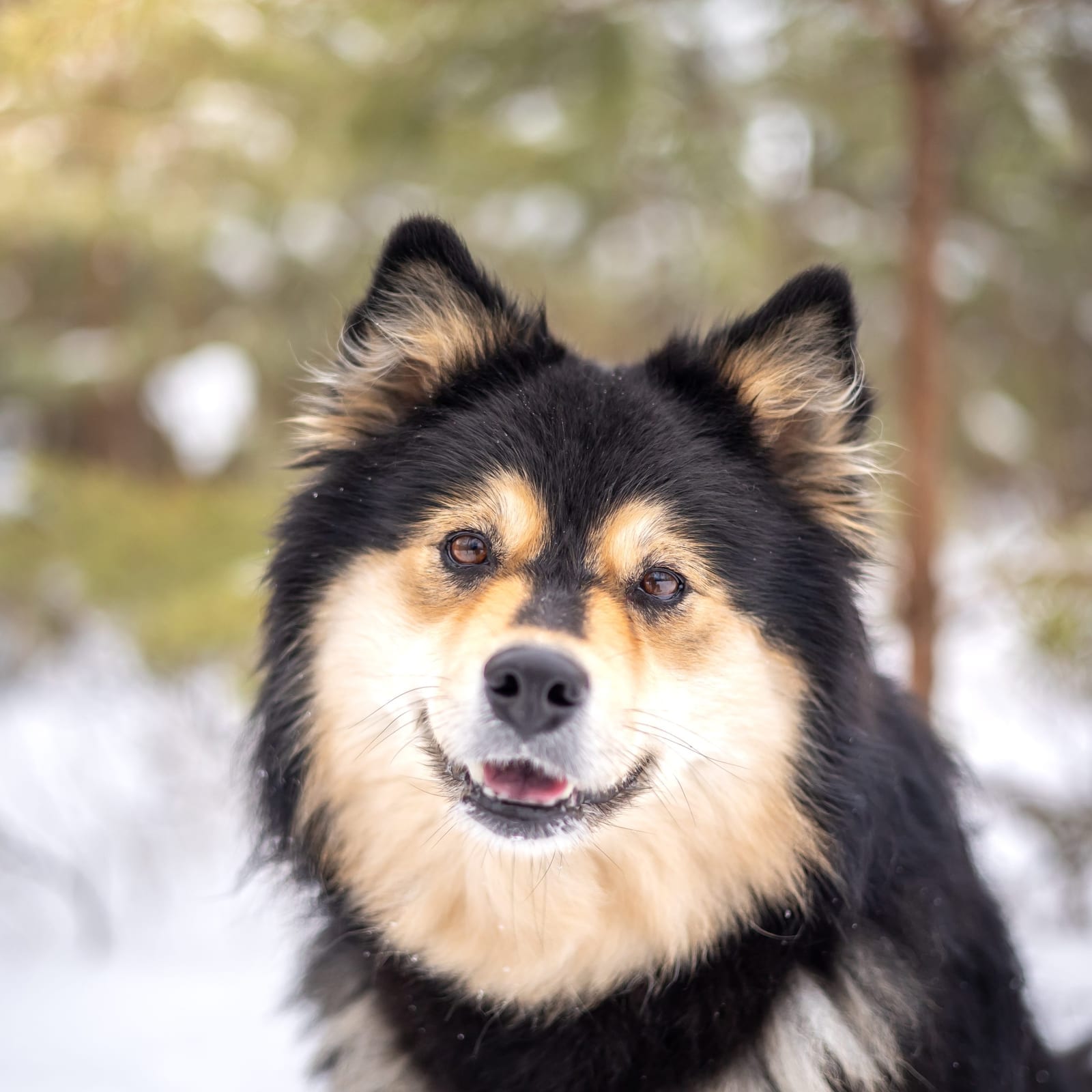 Nova
