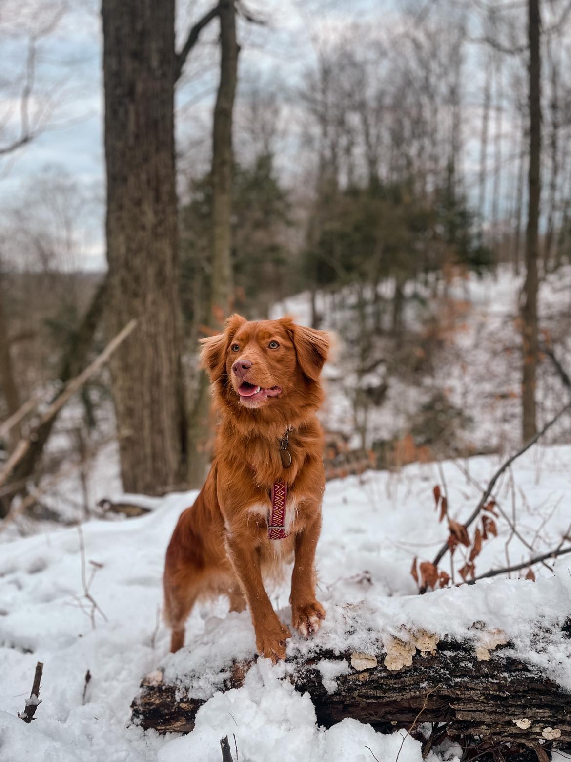 Nellie