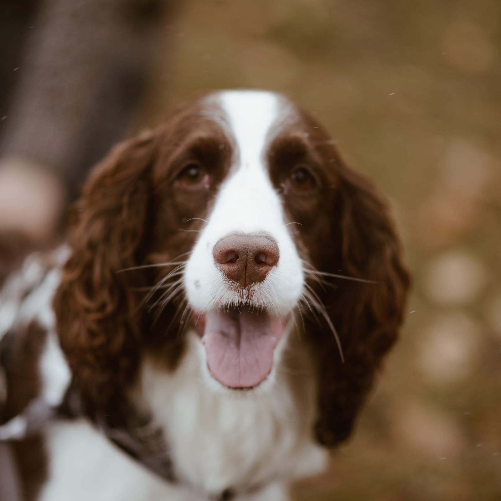 Sadie