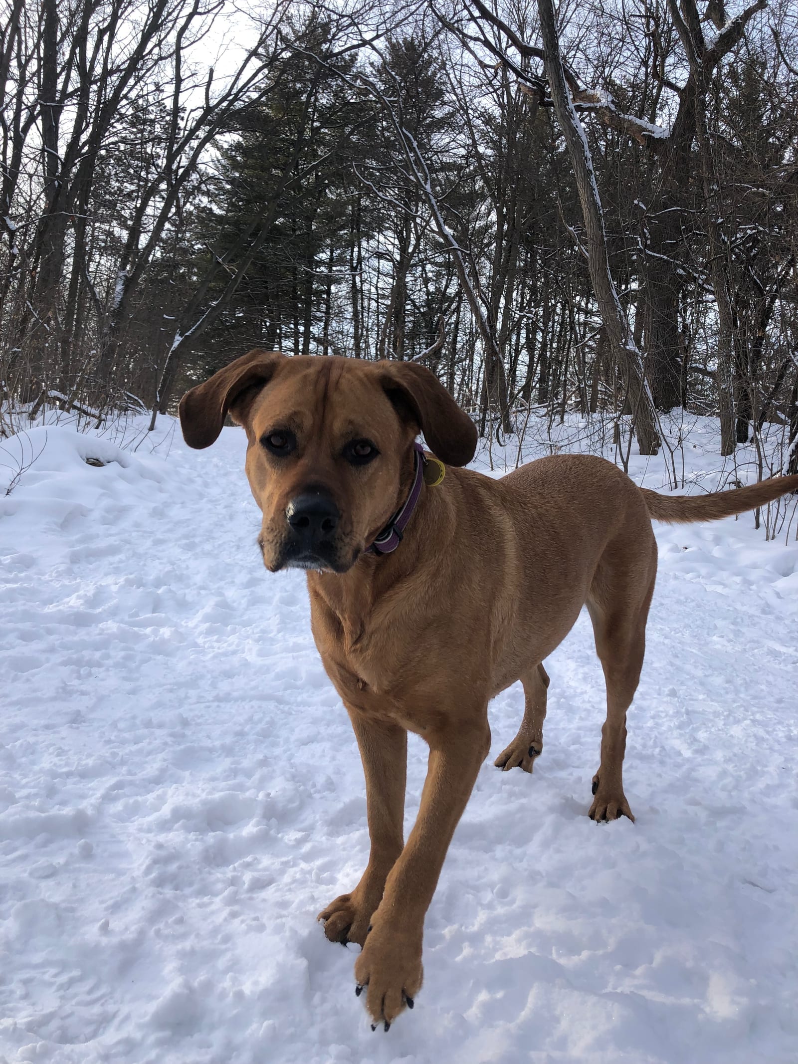 Hazel