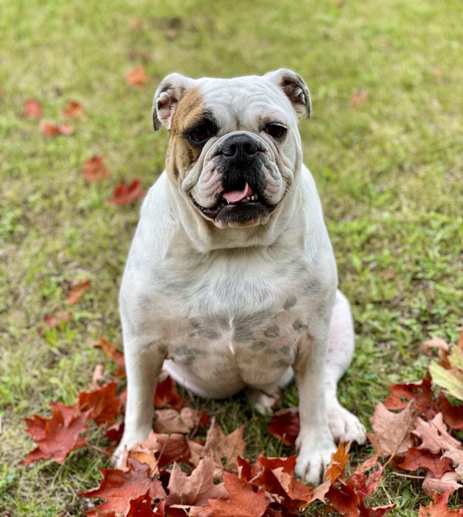 Paisley Peaches