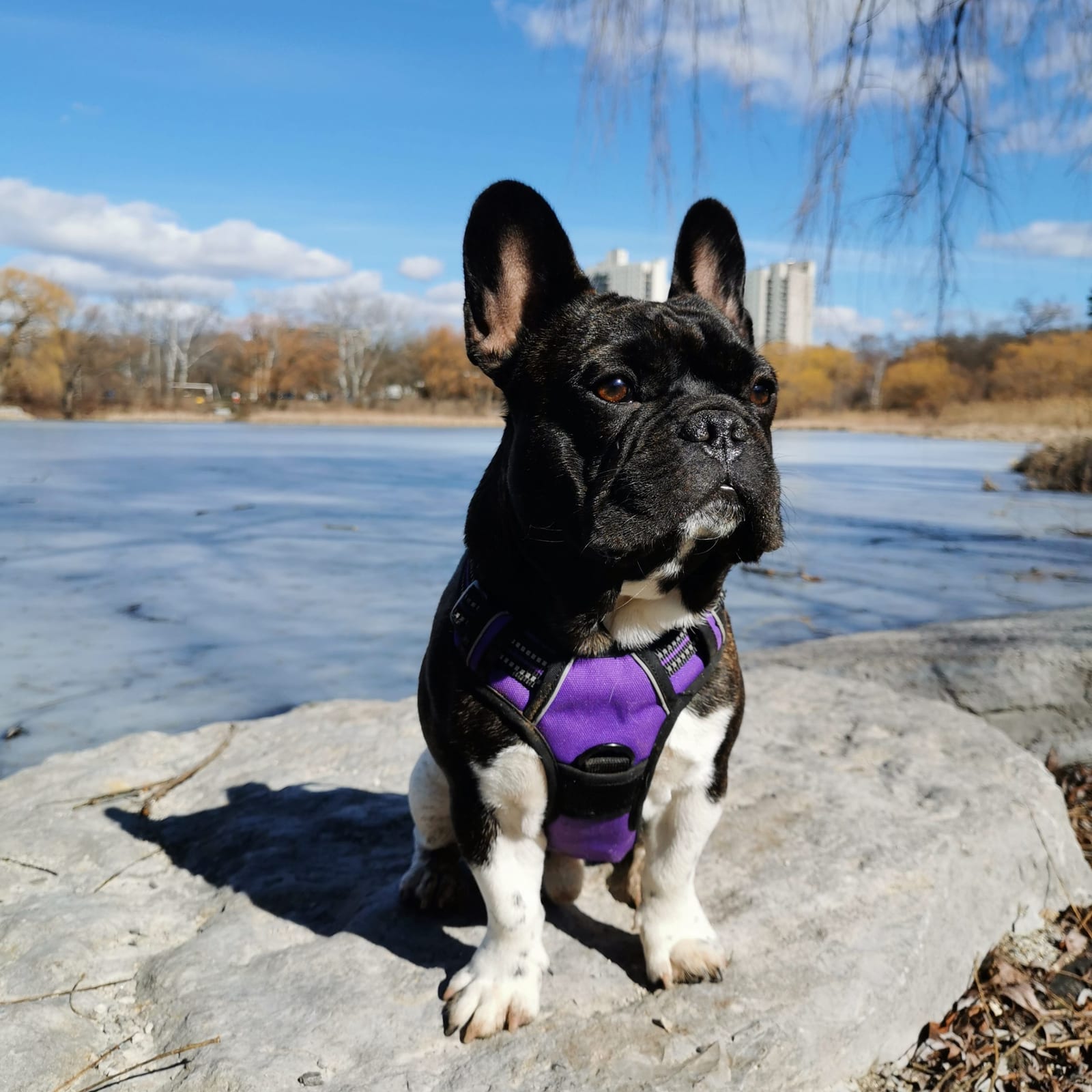 Marcel