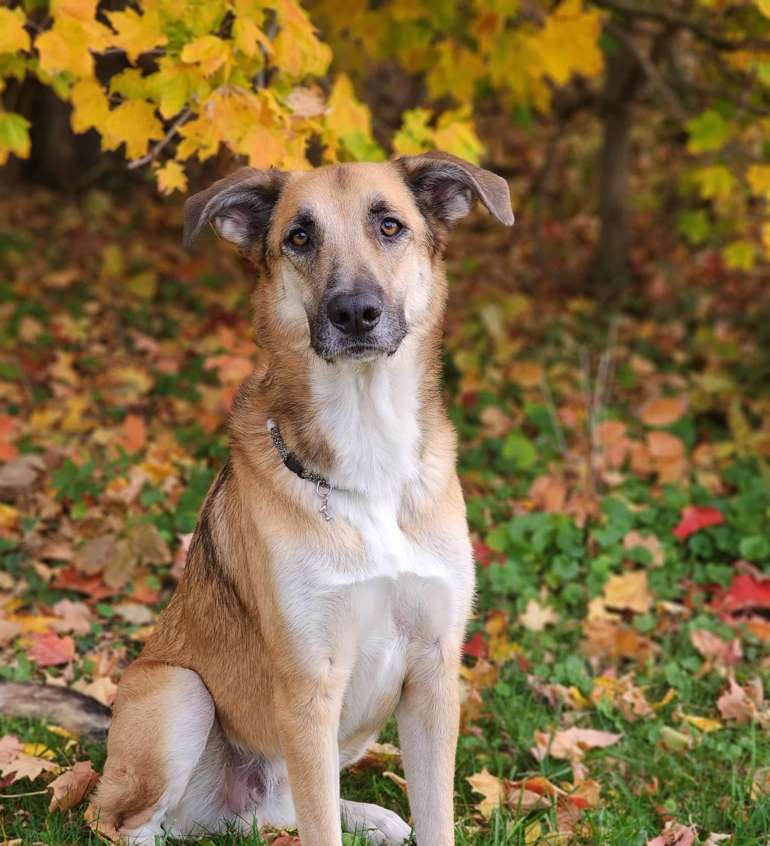 Duke