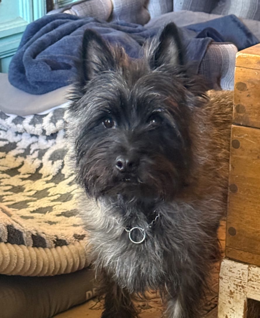 Alfie
