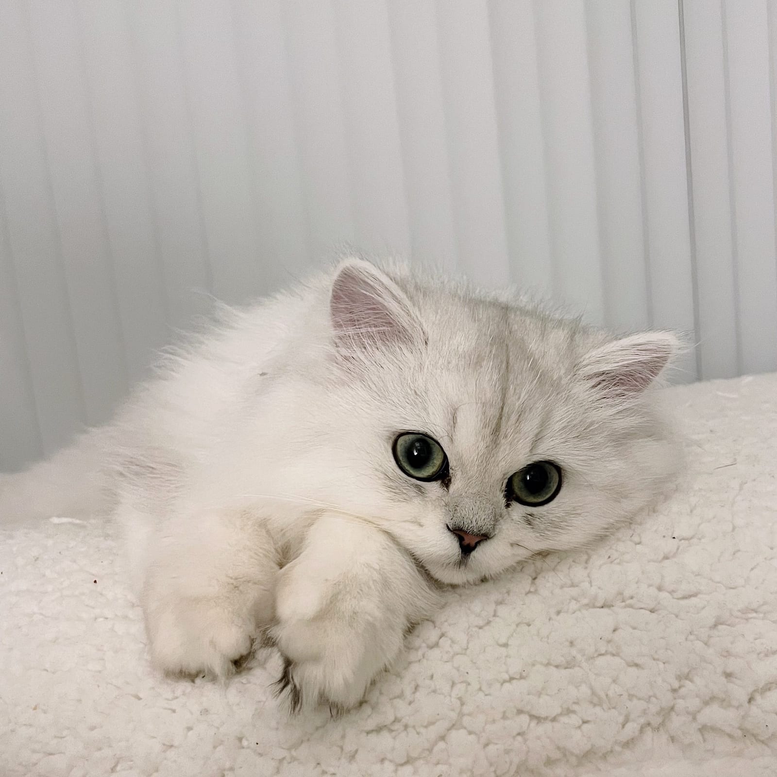 Pixie