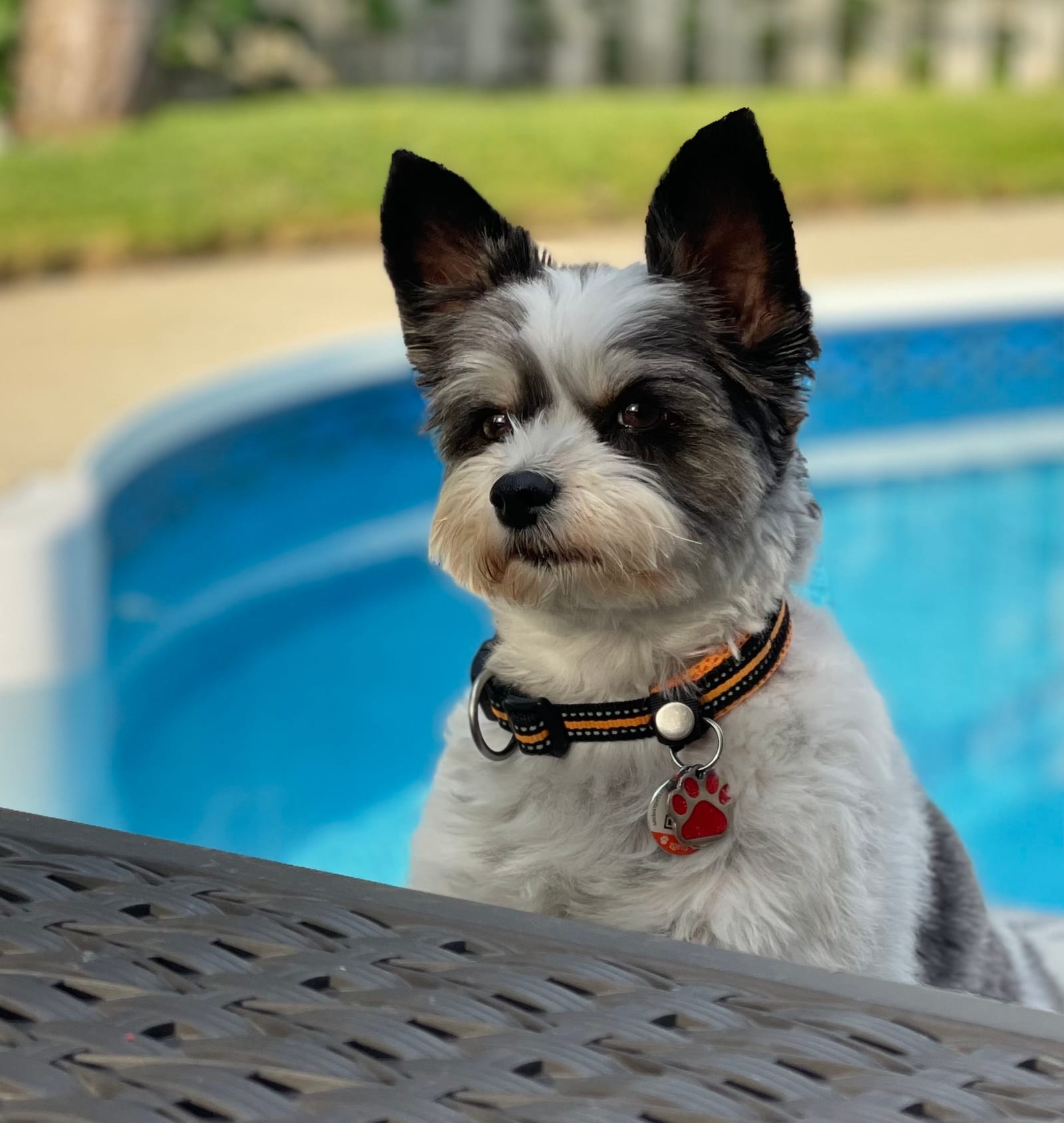 Auggie