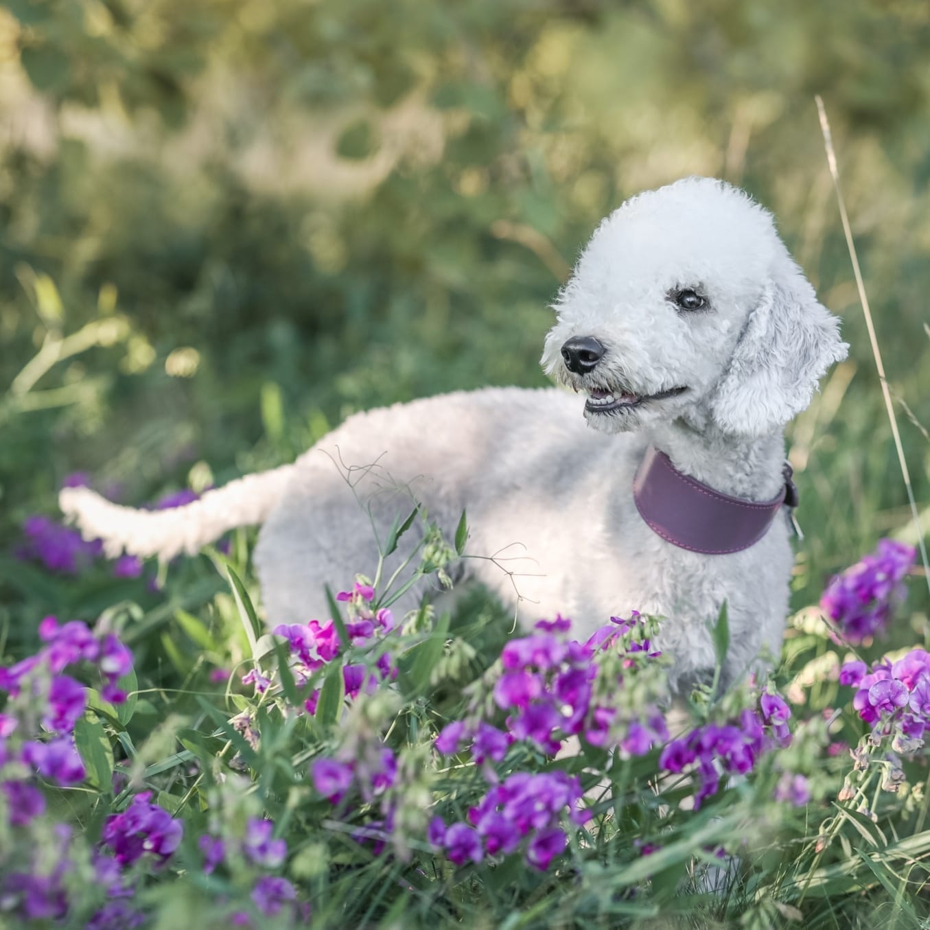 Ducky