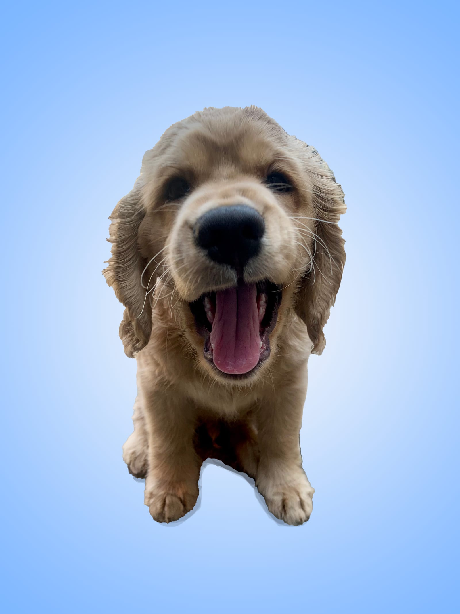 Lucio