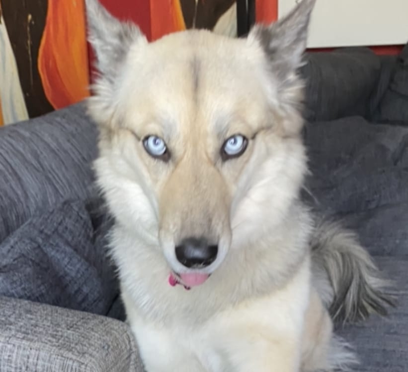 Arya