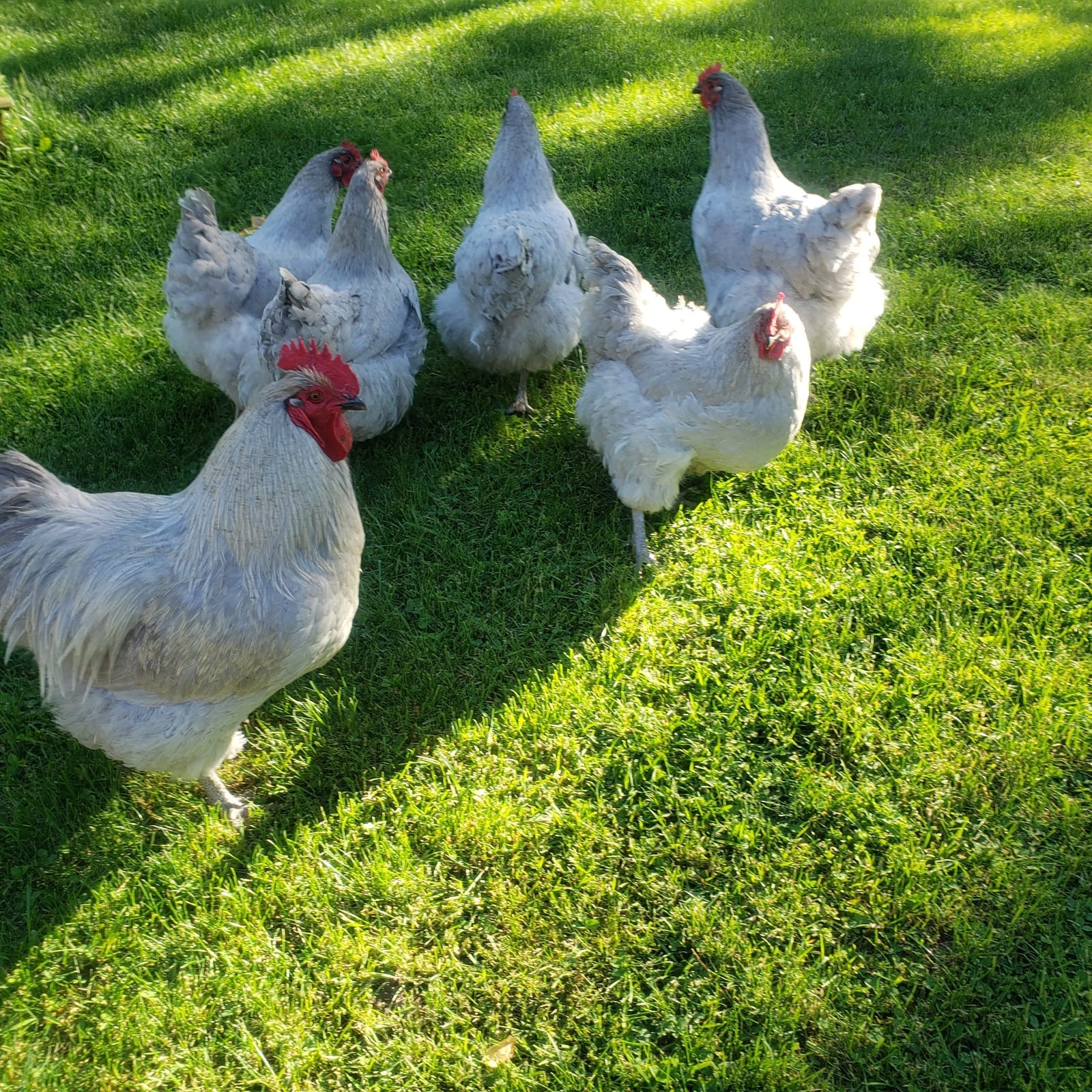 the March flock