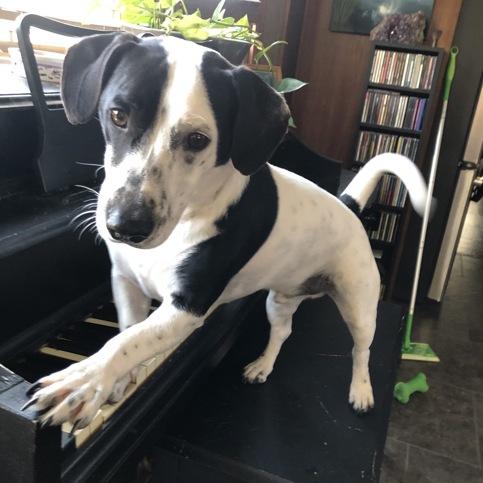 Dudley