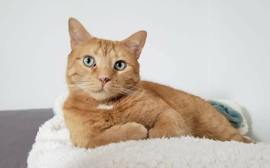 Oliver De Cat