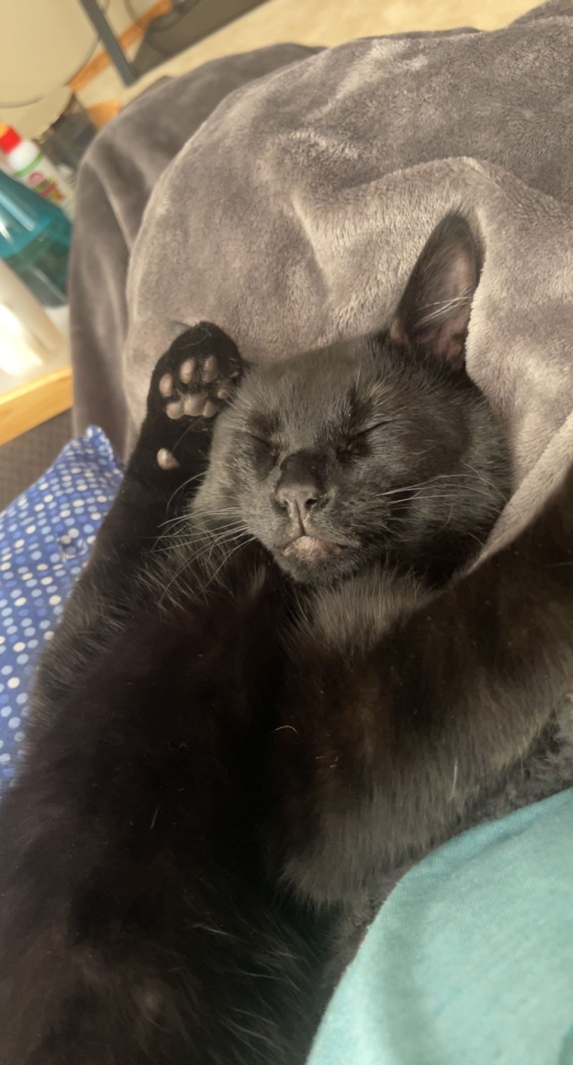 Toothless Oliver Fancy