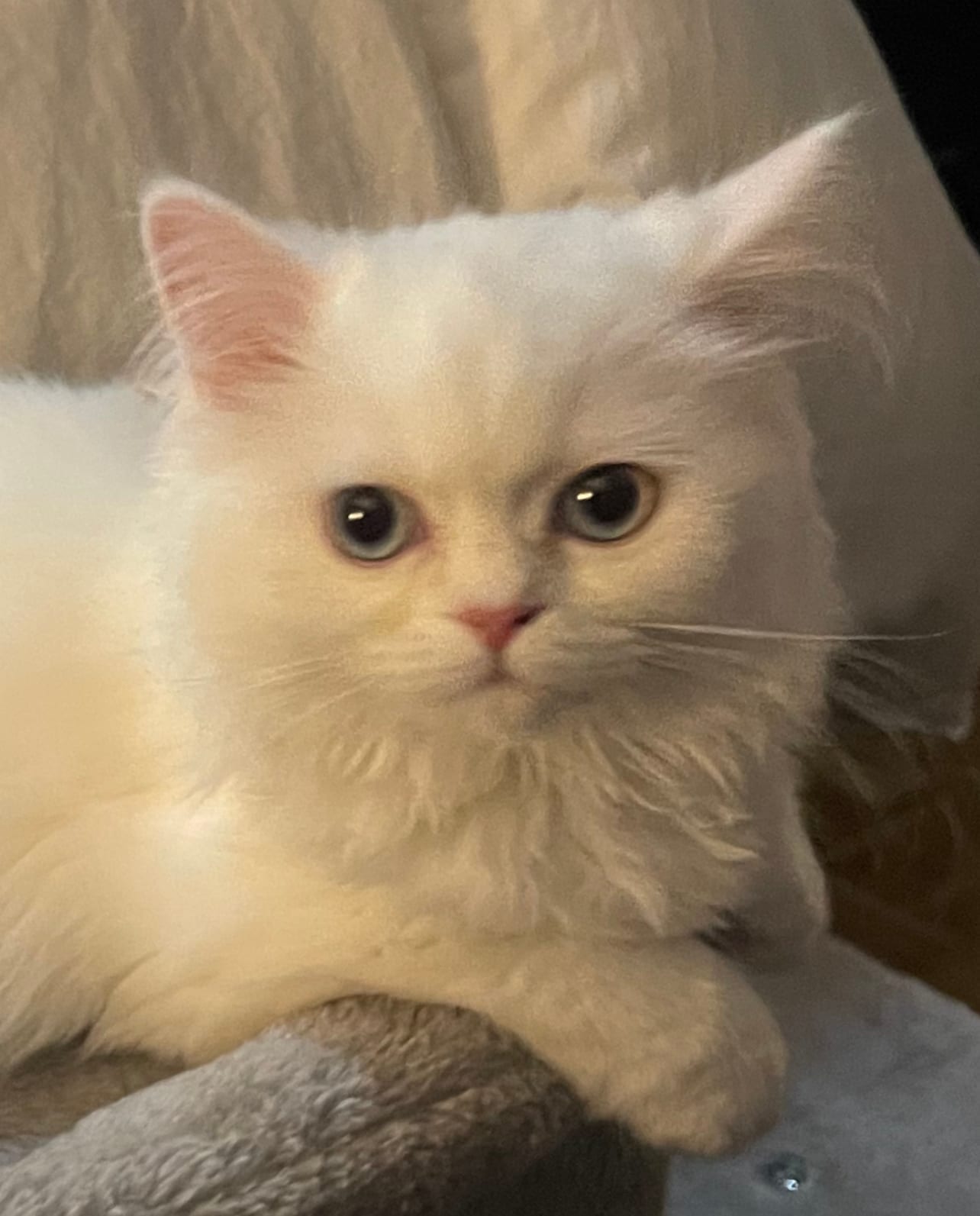 Marshmallow