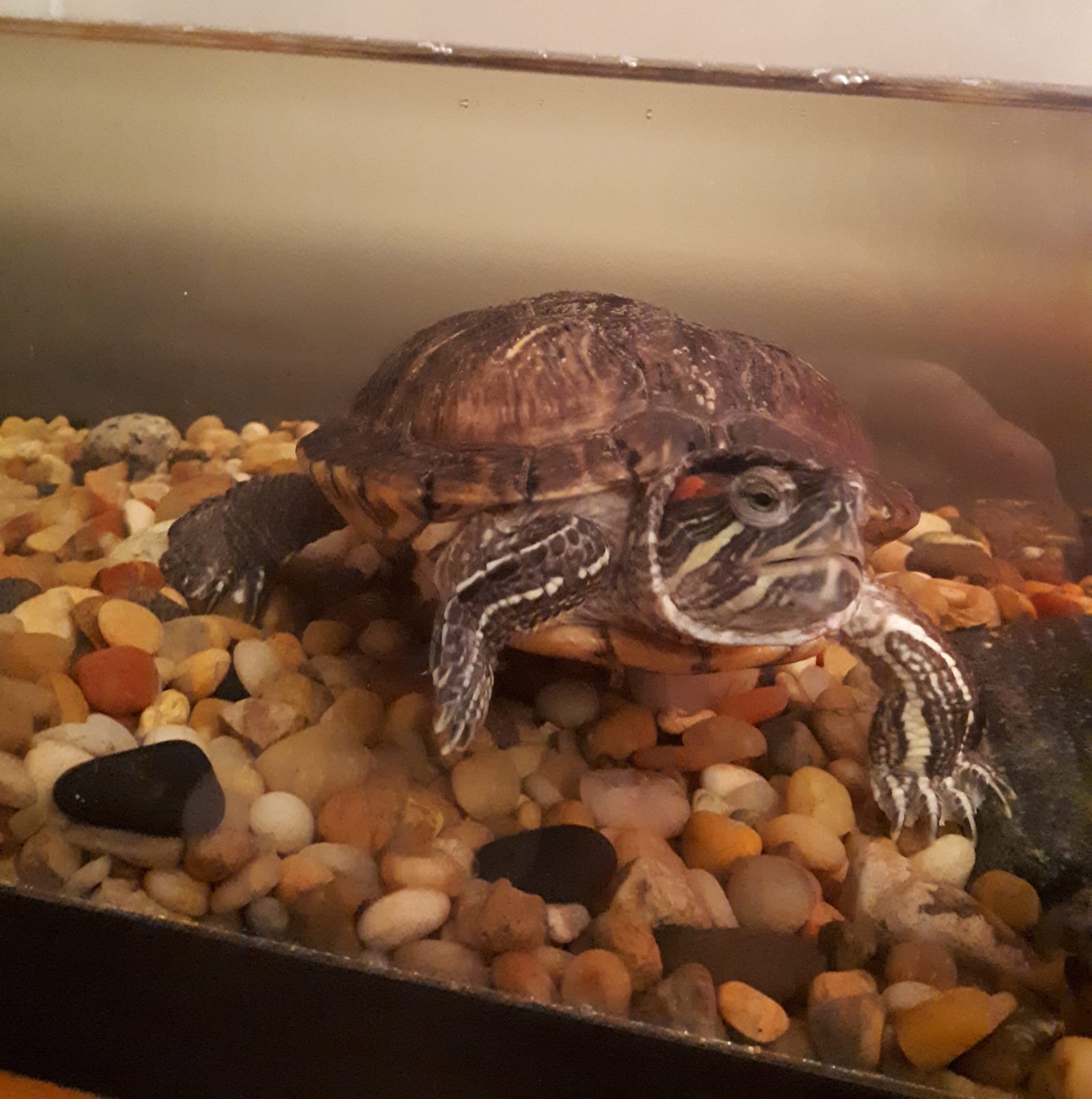 Henrietta