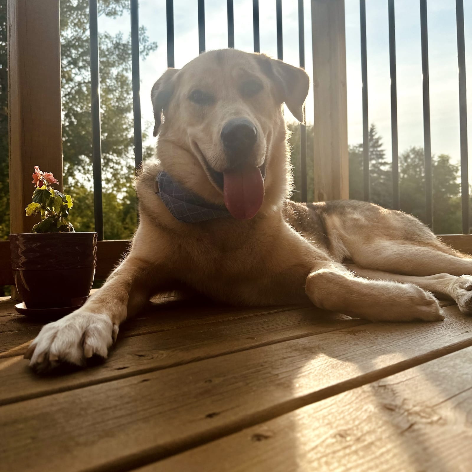 Cosmo