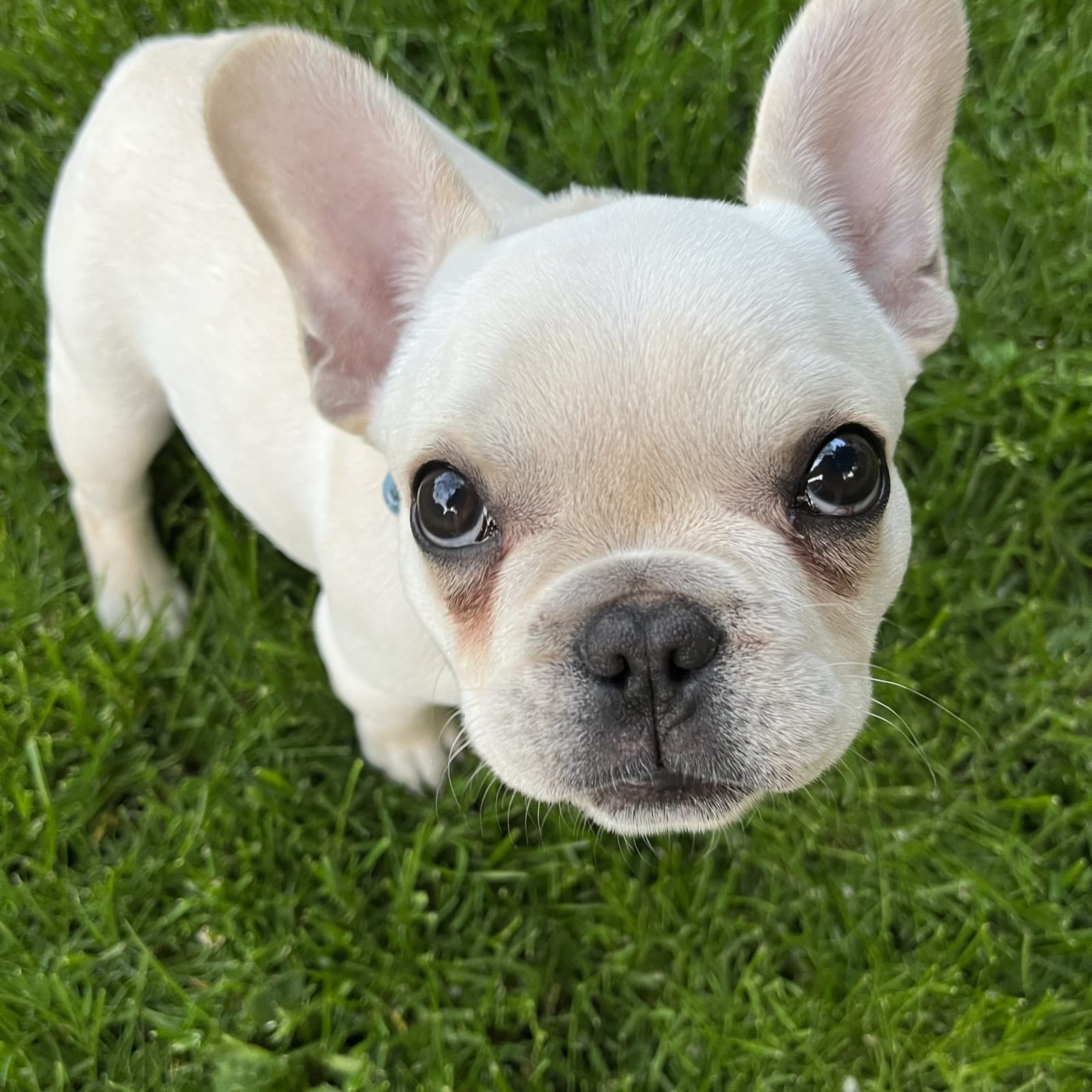 Franklin